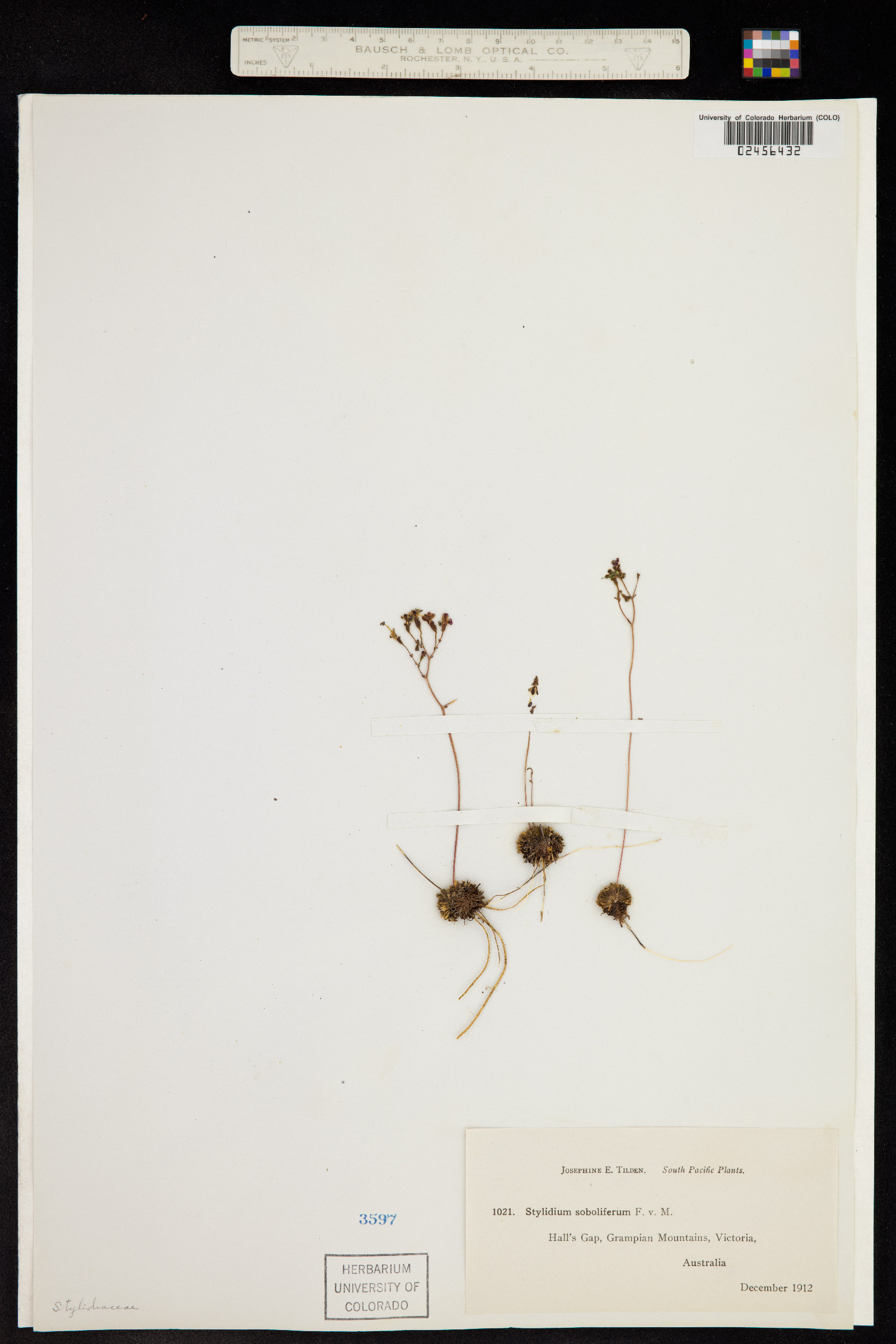 Stylidium soboliferum image