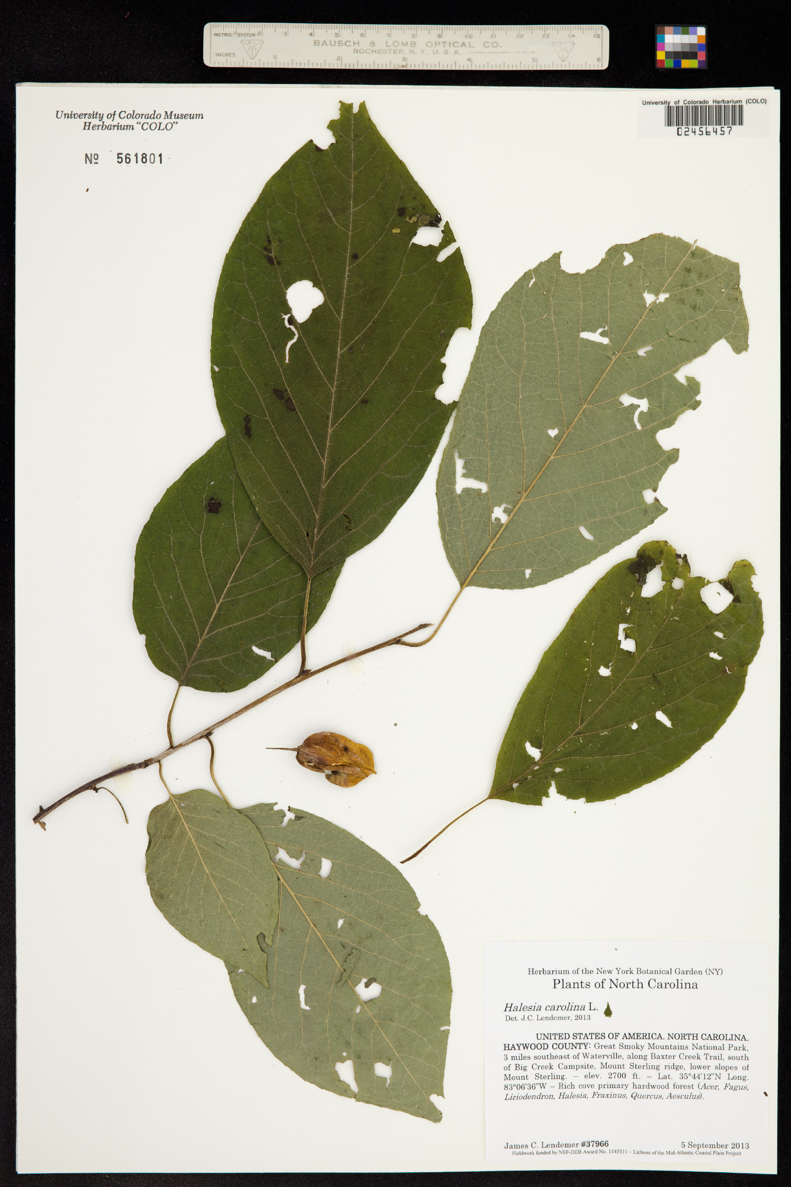 Halesia carolina image