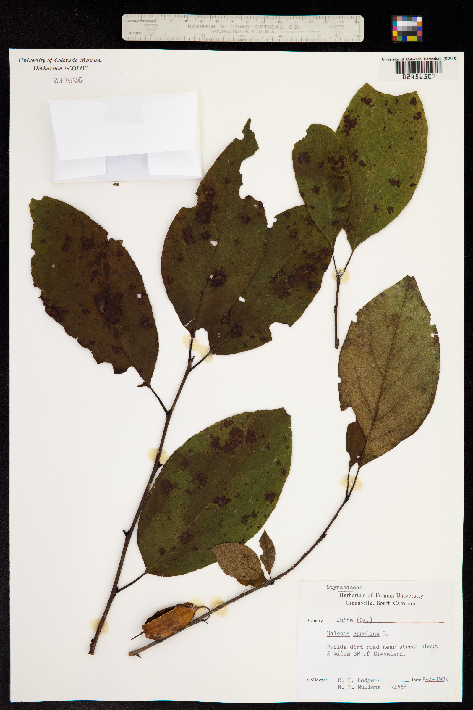 Halesia carolina image