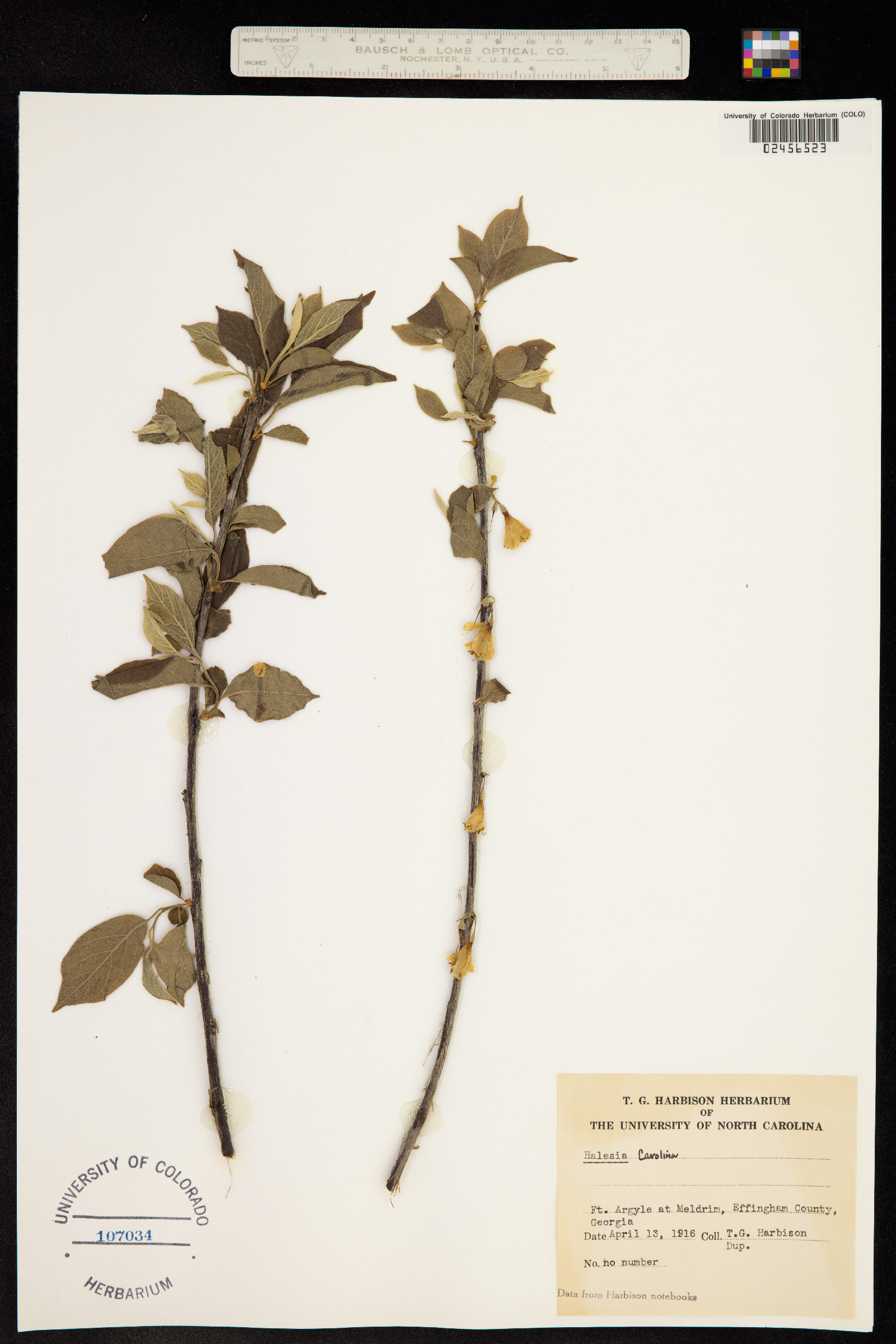 Halesia carolina image