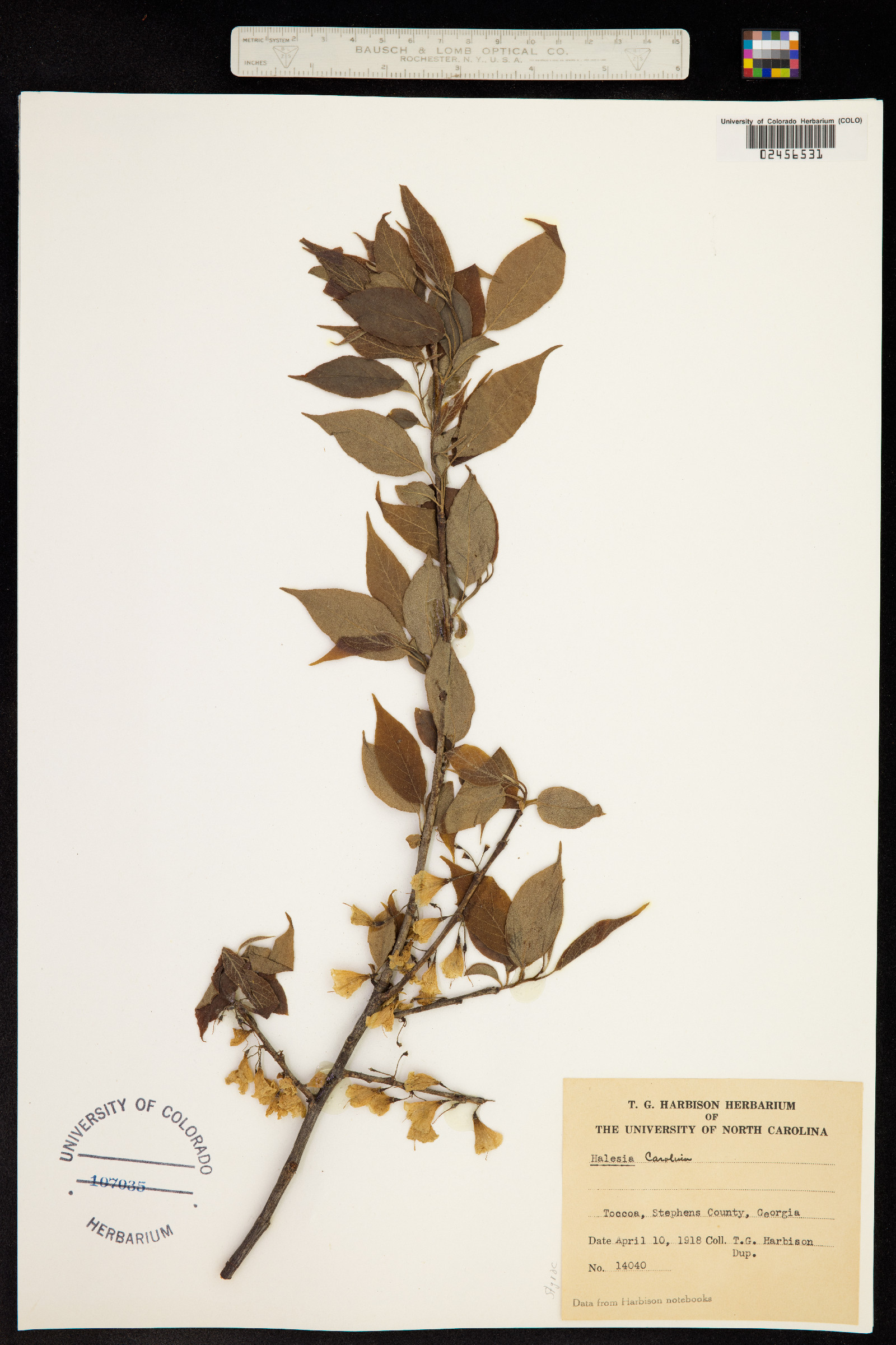 Halesia carolina image