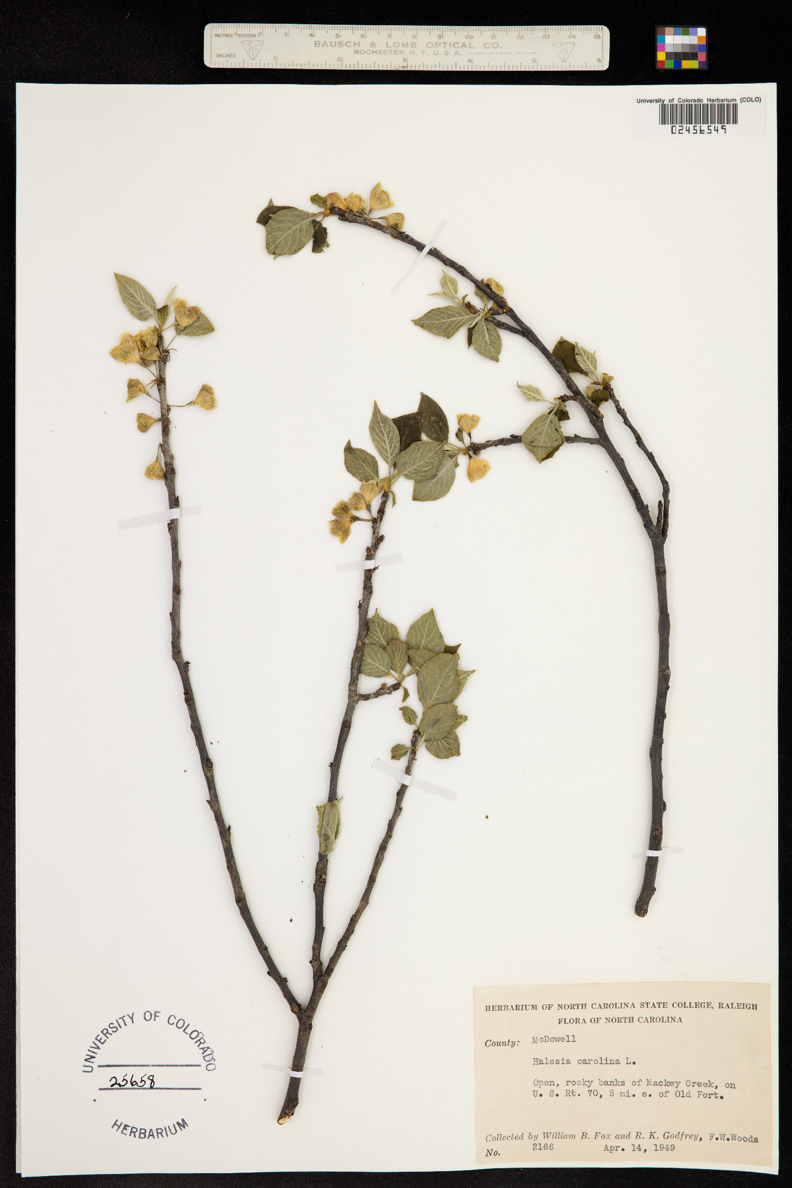 Halesia carolina image