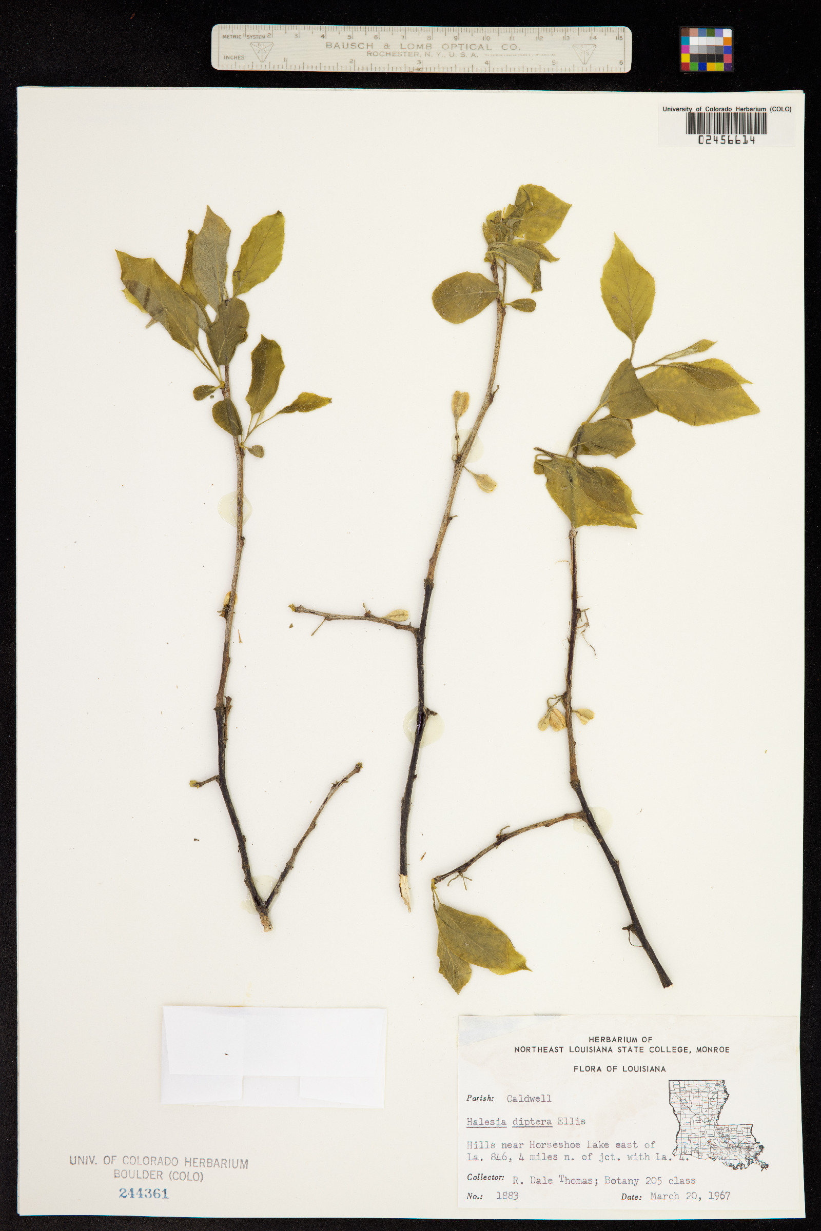 Halesia diptera image
