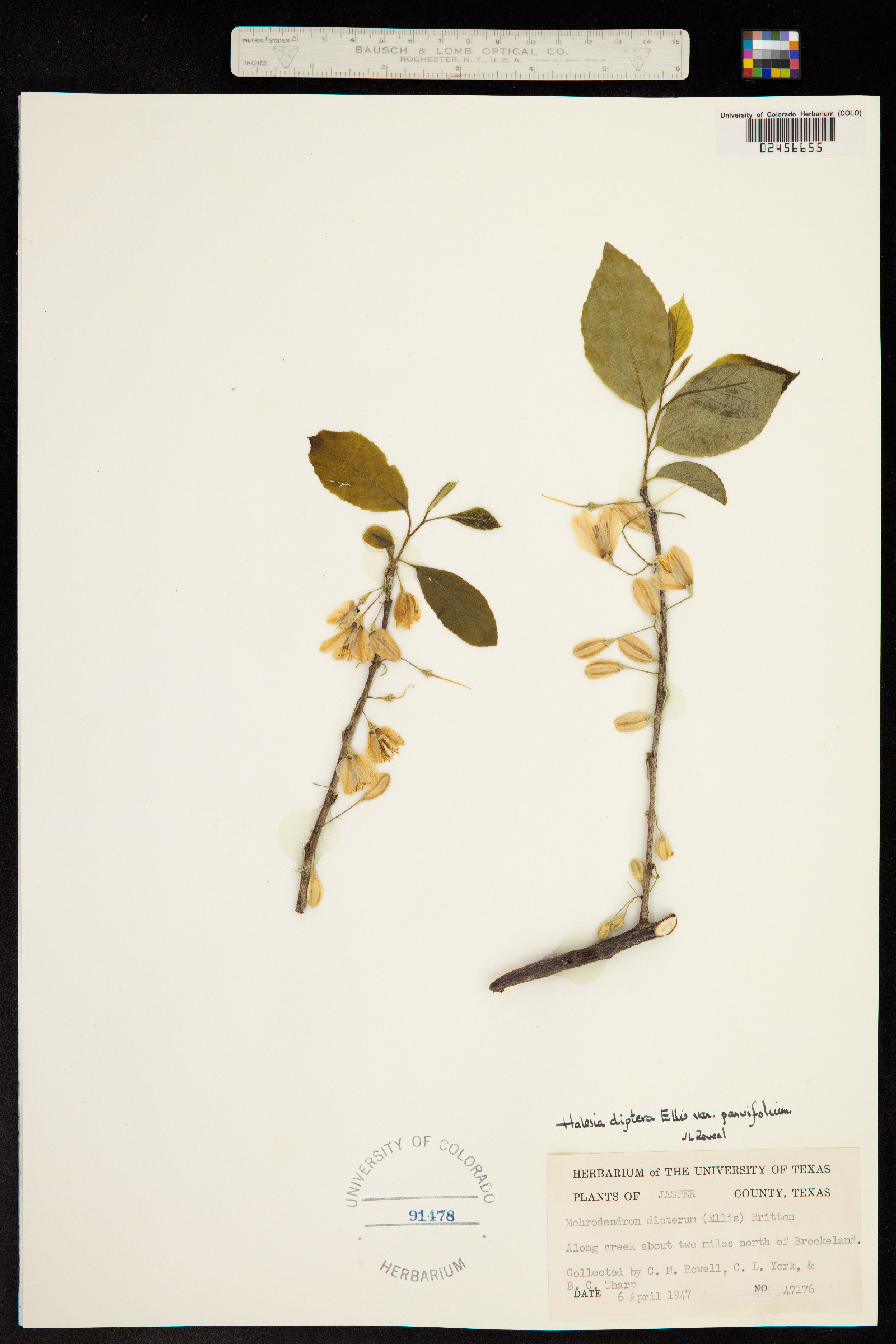 Halesia diptera image