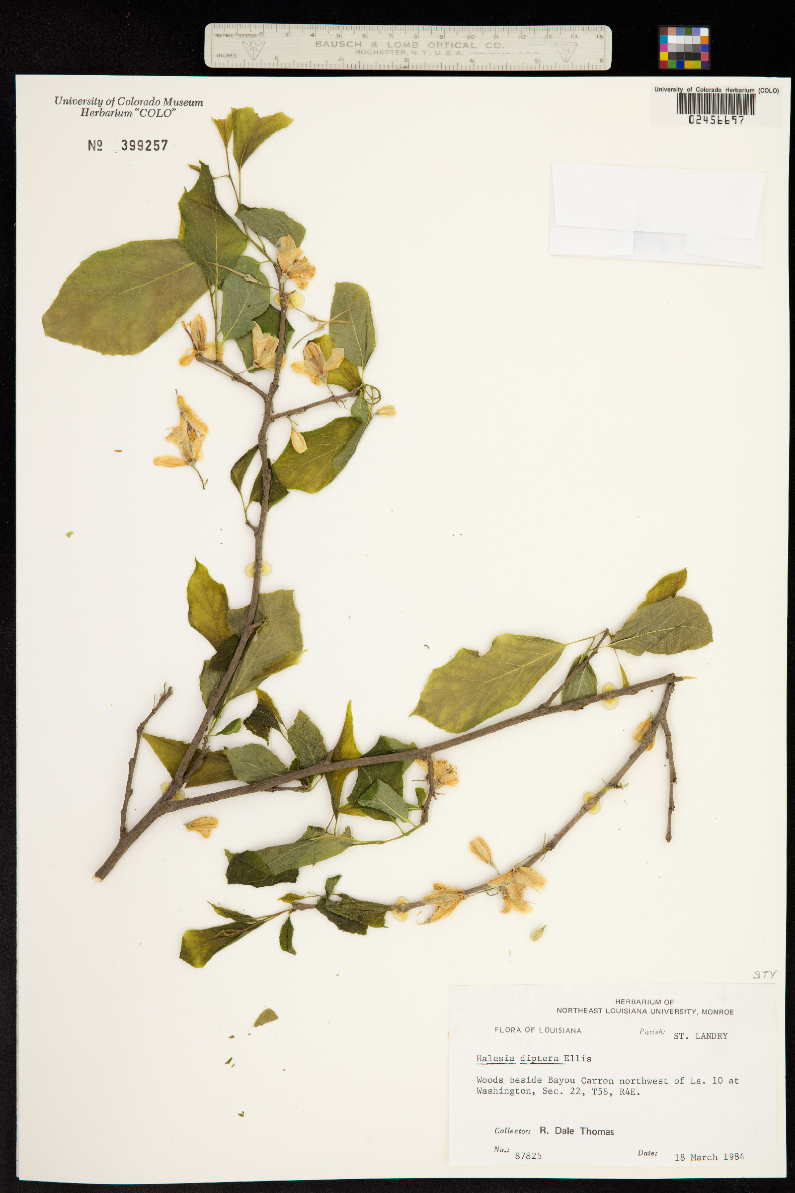 Halesia image