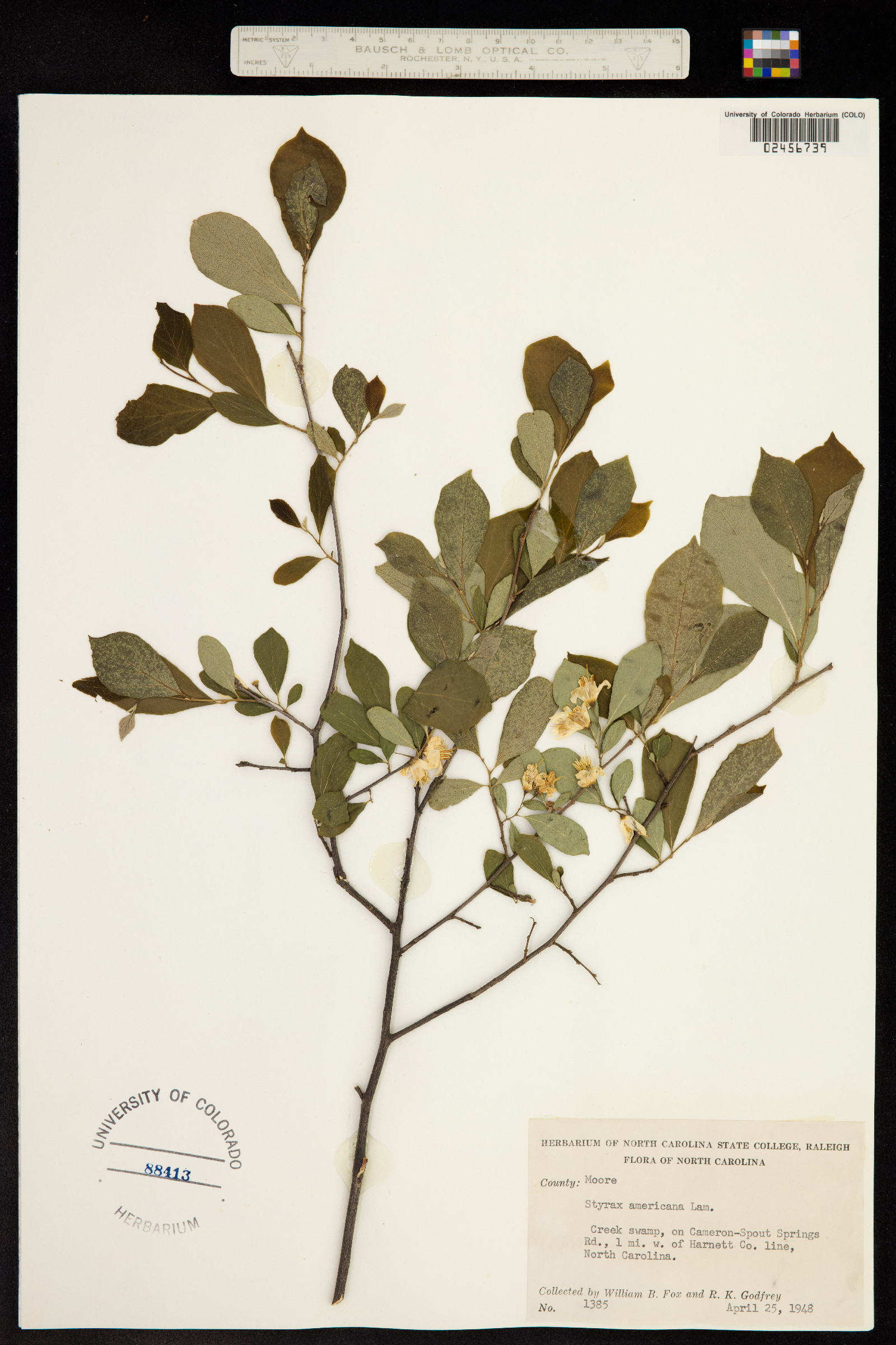 Styrax americanus image