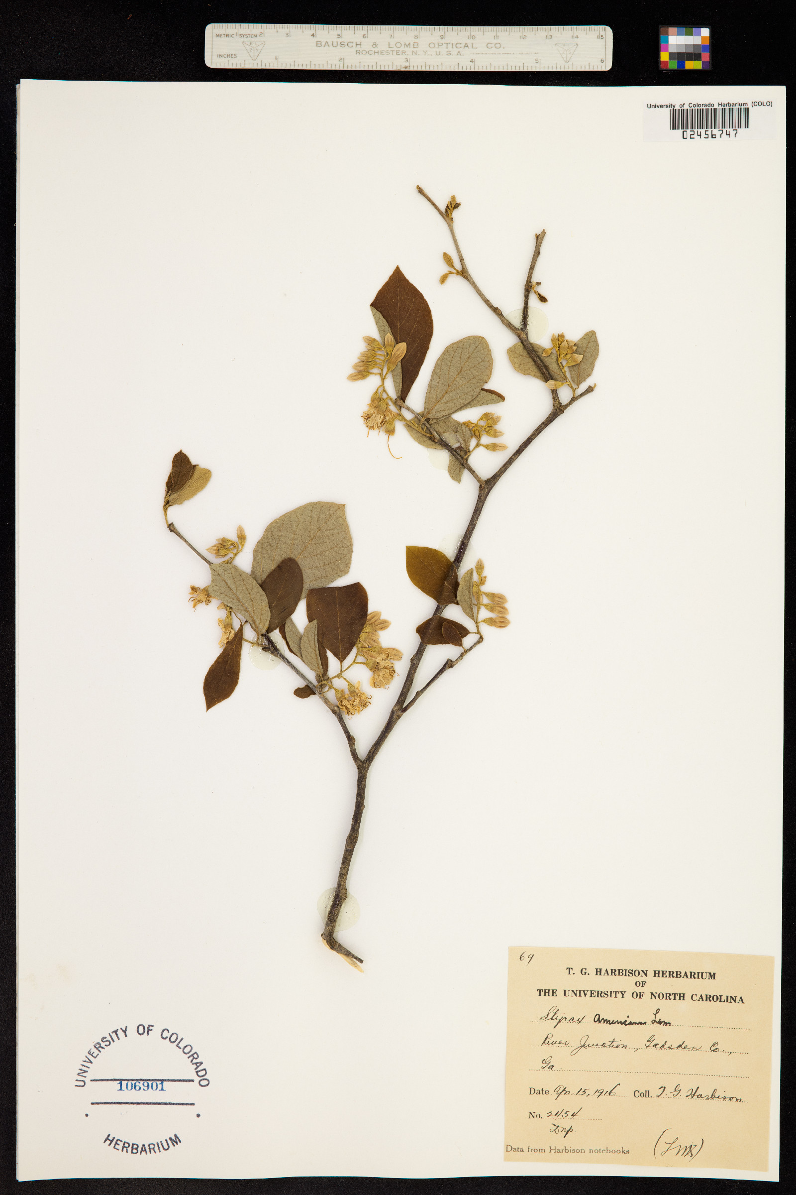 Styrax americanus image