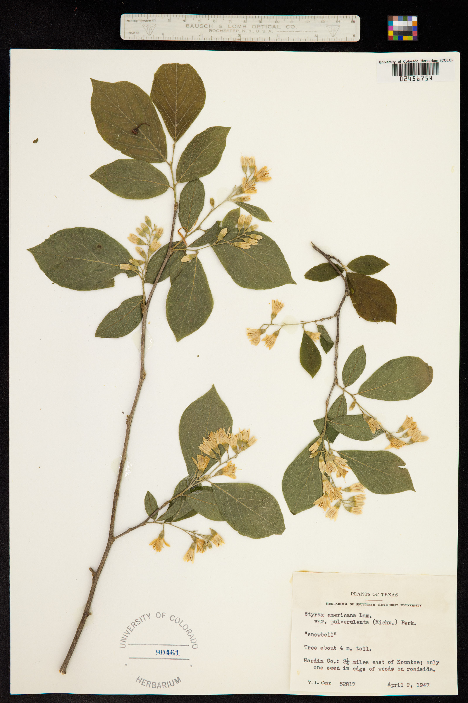 Styrax americanus image