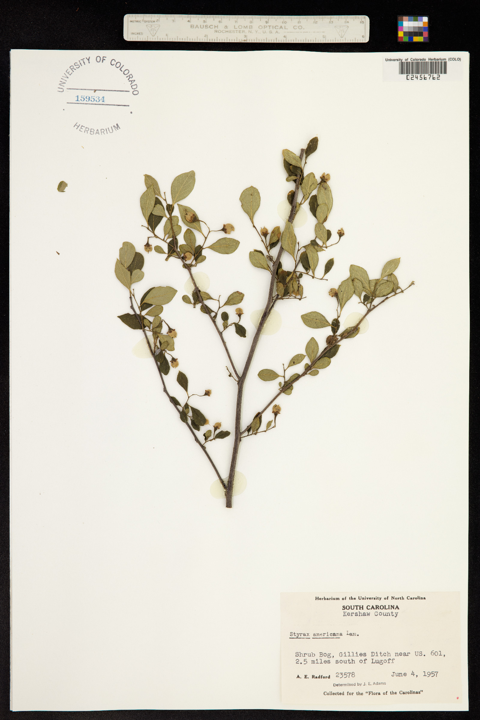 Styrax americanus image