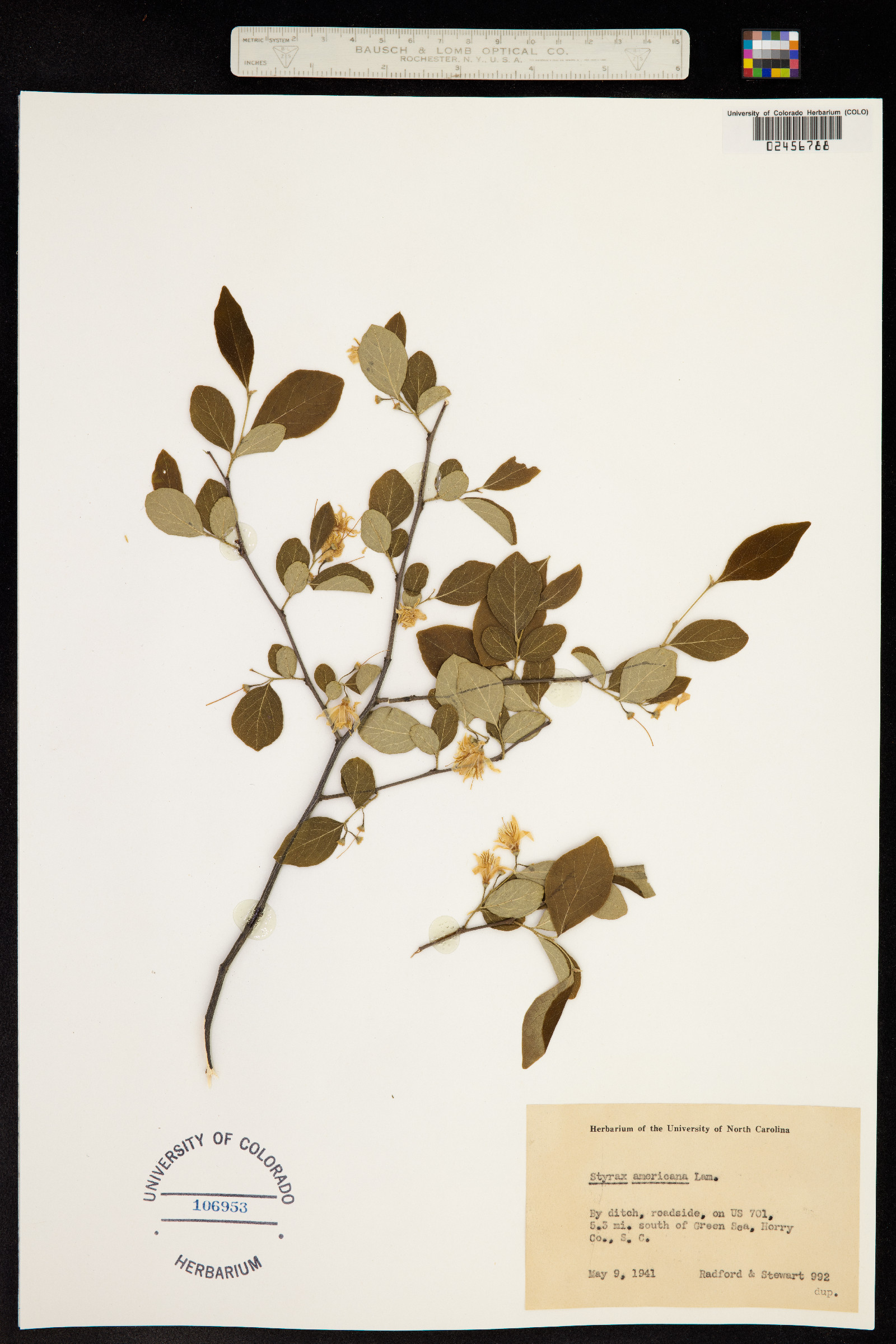 Styrax americanus image