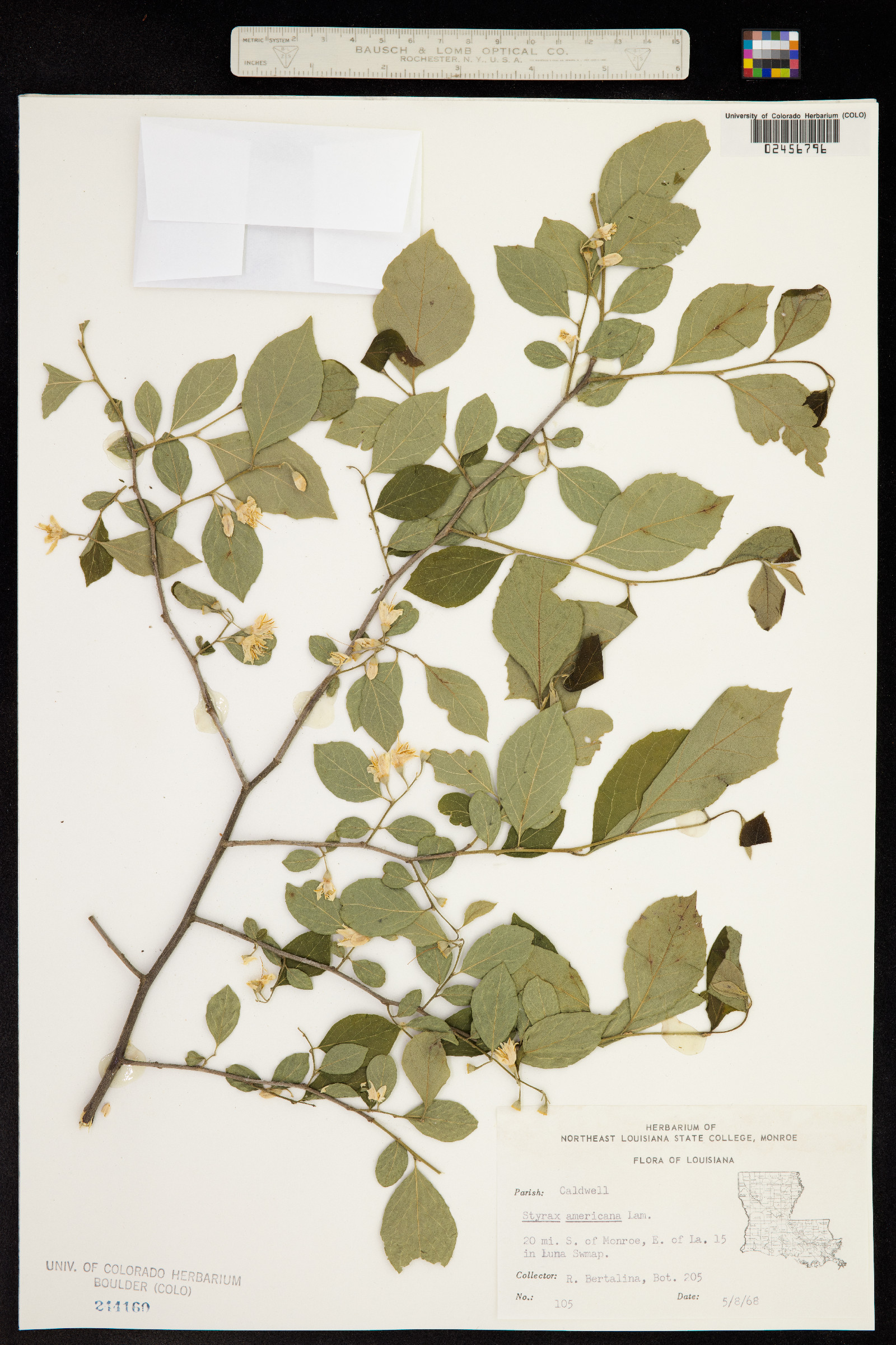 Styrax americanus image