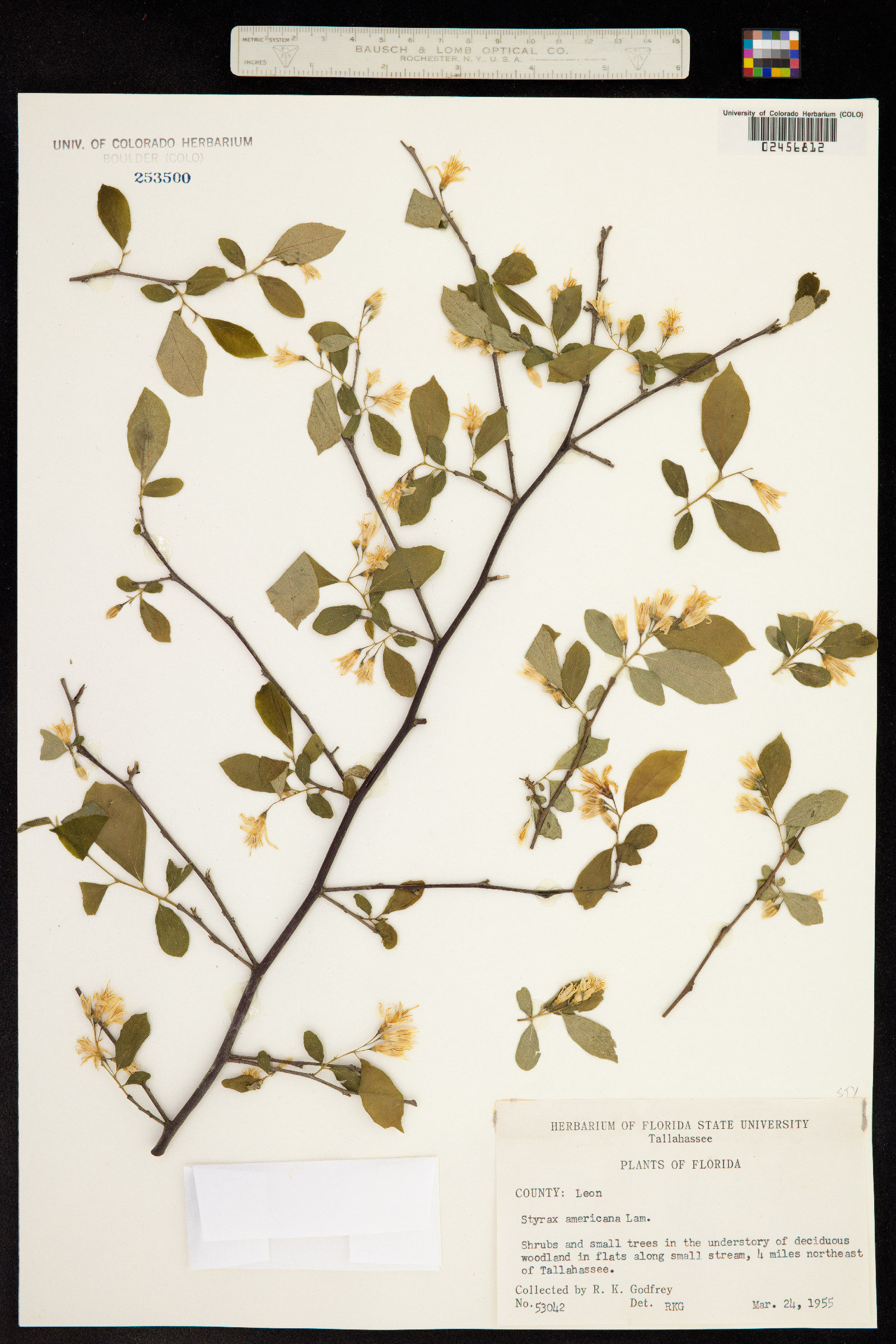 Styrax americanus image