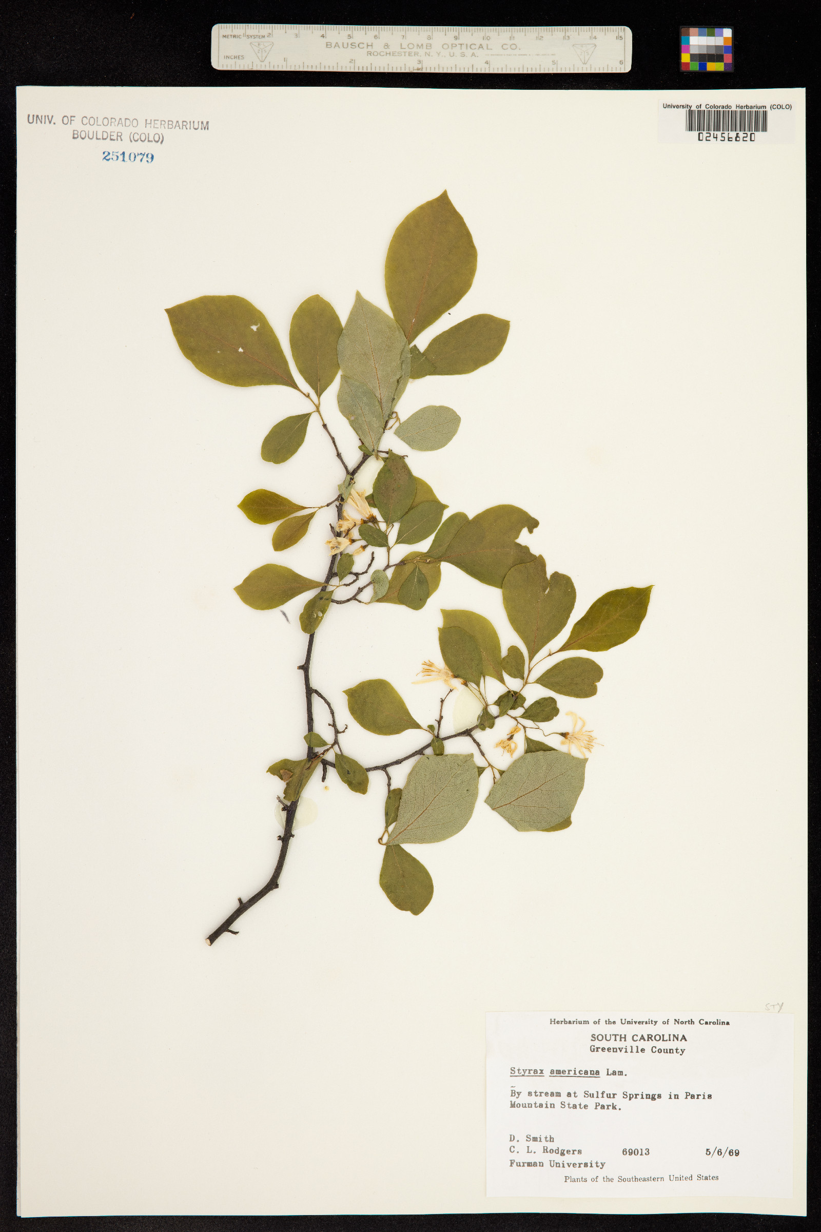 Styrax americanus image