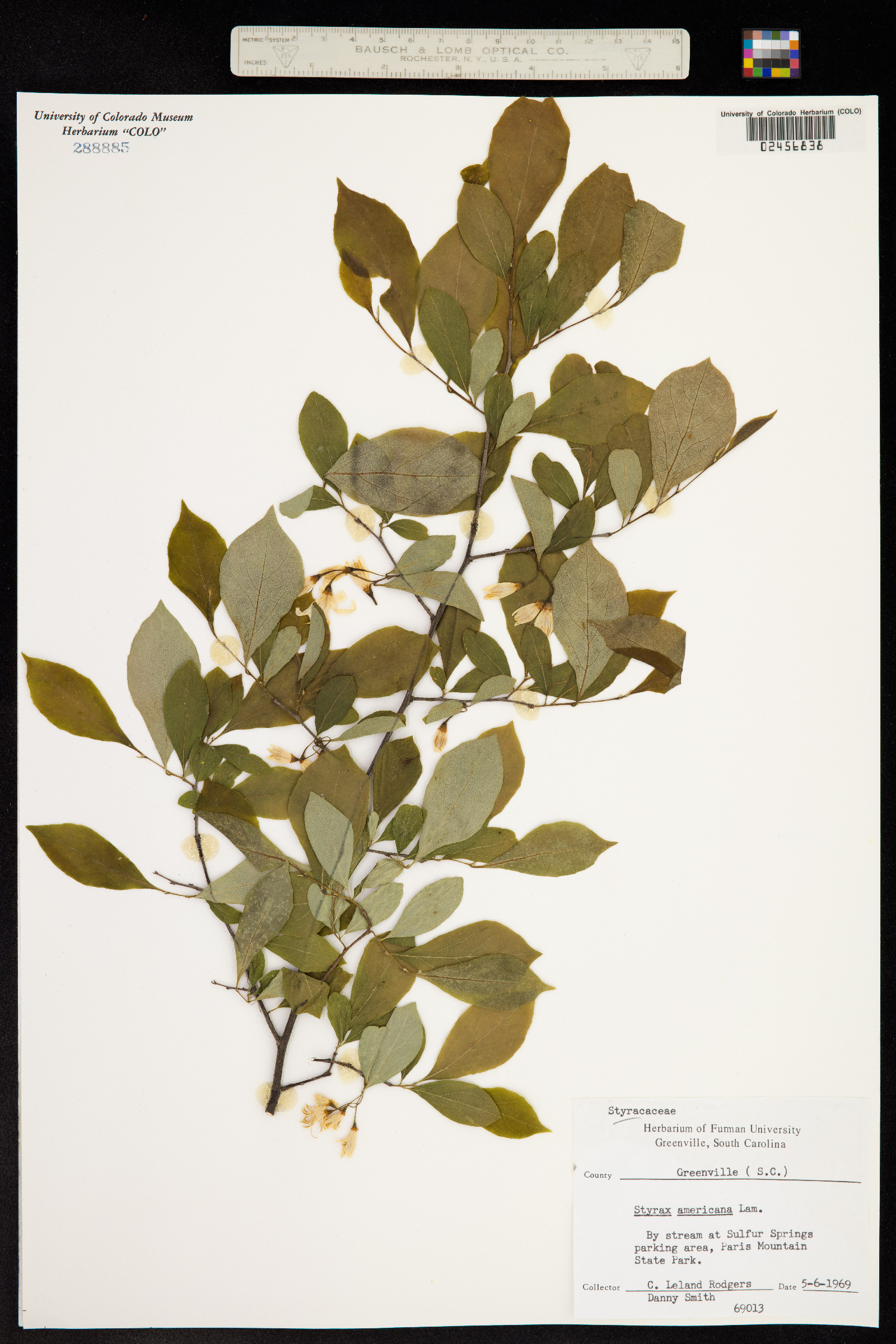 Styrax americanus image
