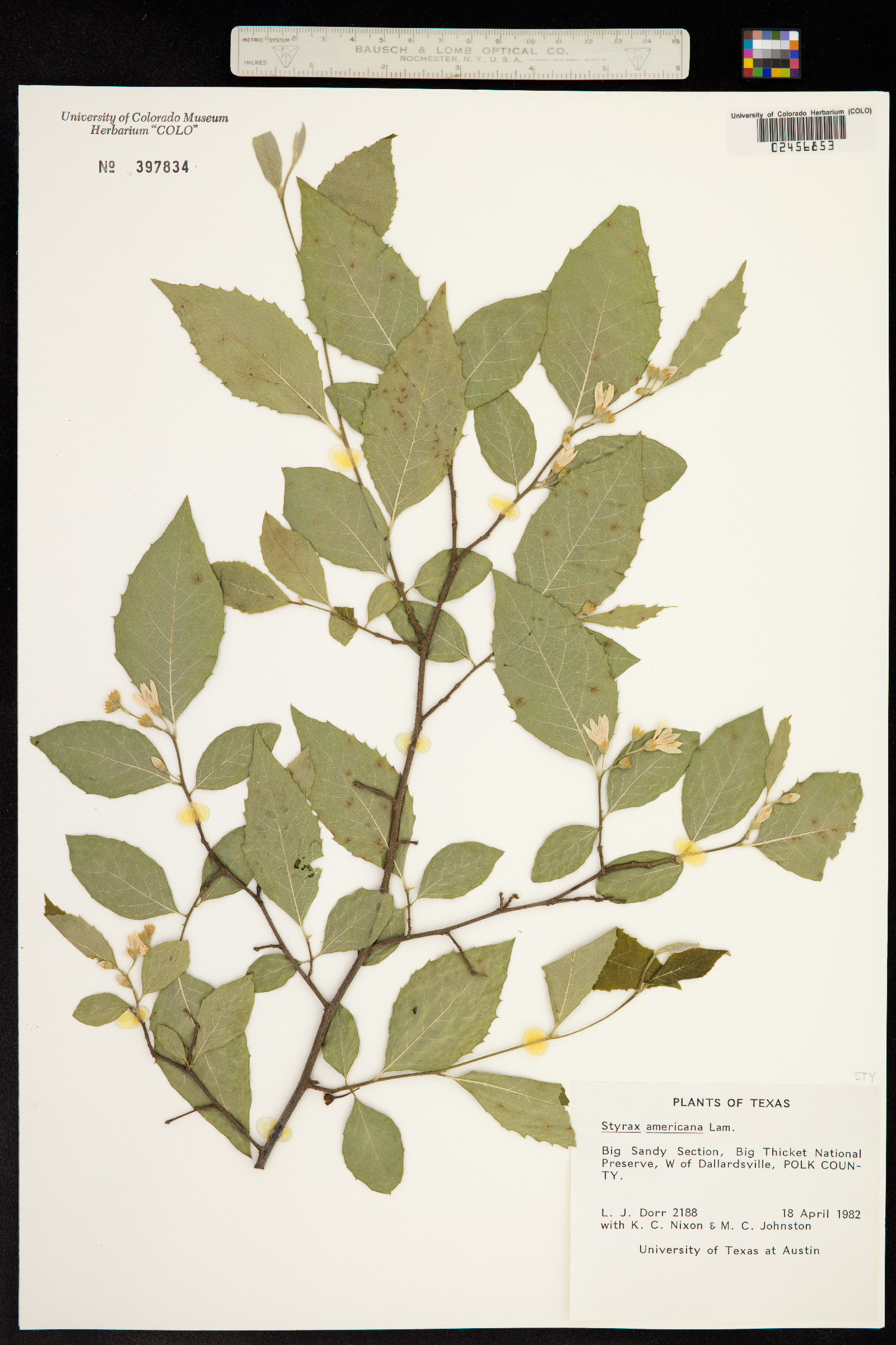 Styrax americanus image