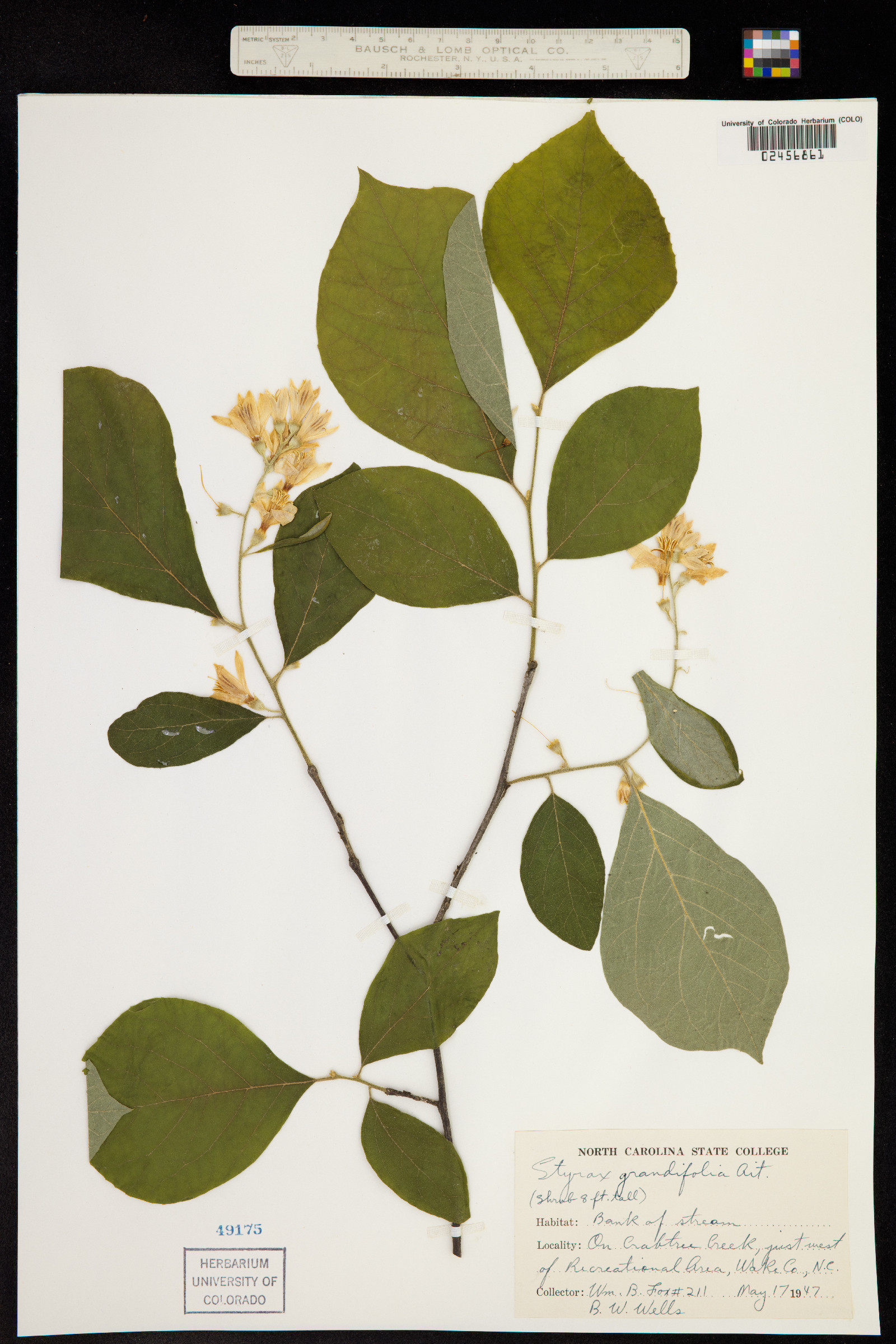Styrax grandifolius image