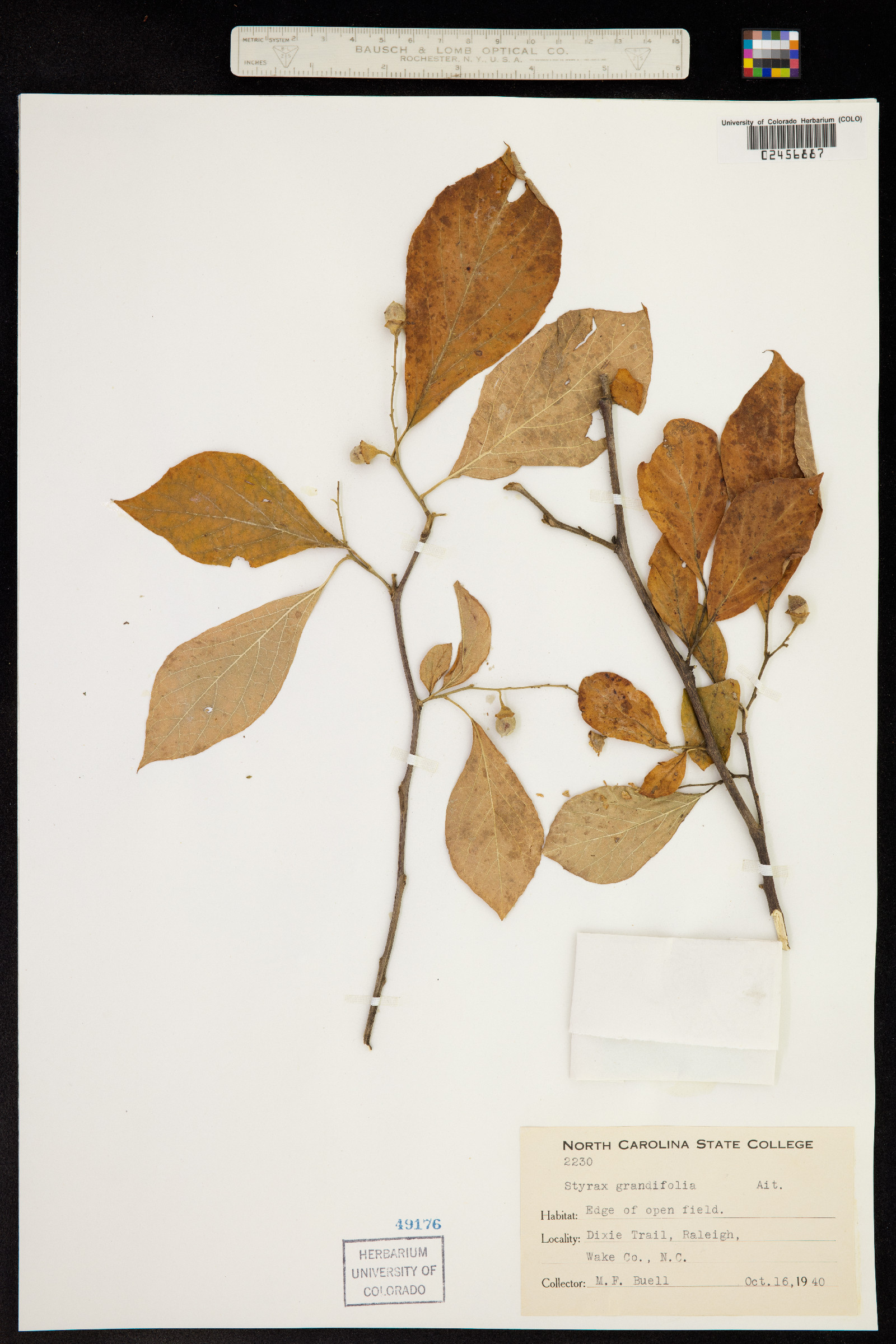 Styrax grandifolius image