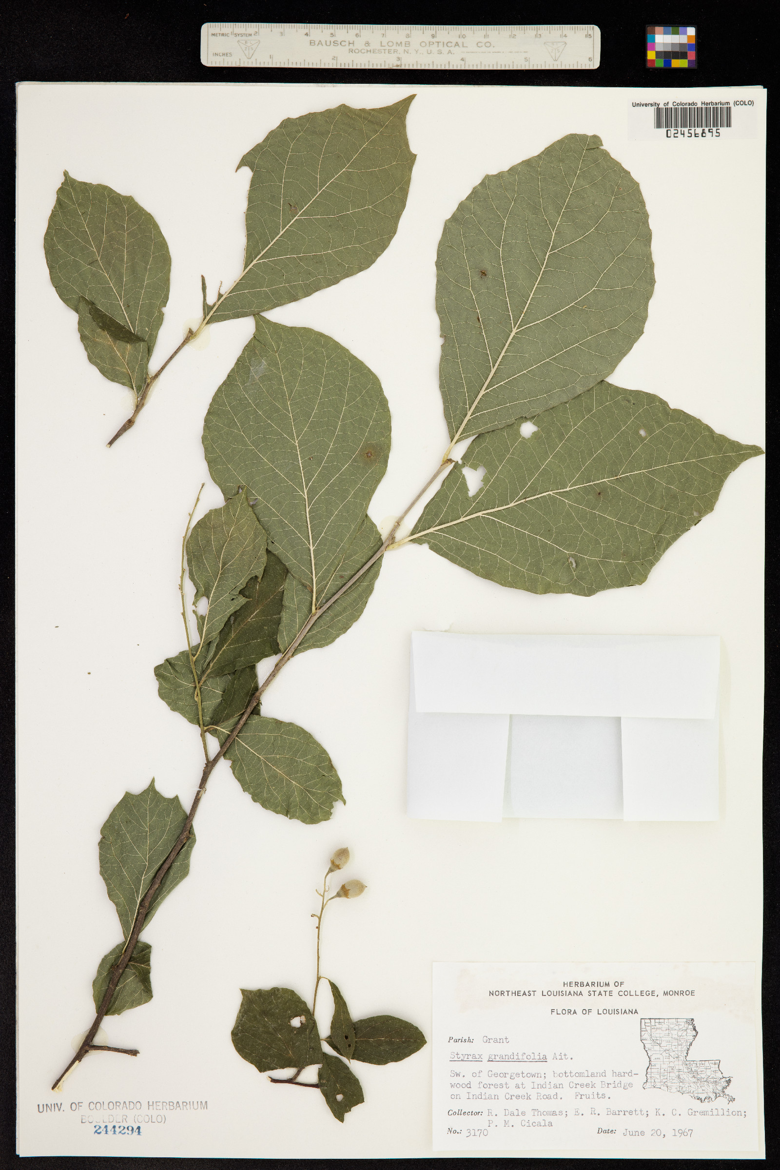 Styrax grandifolius image