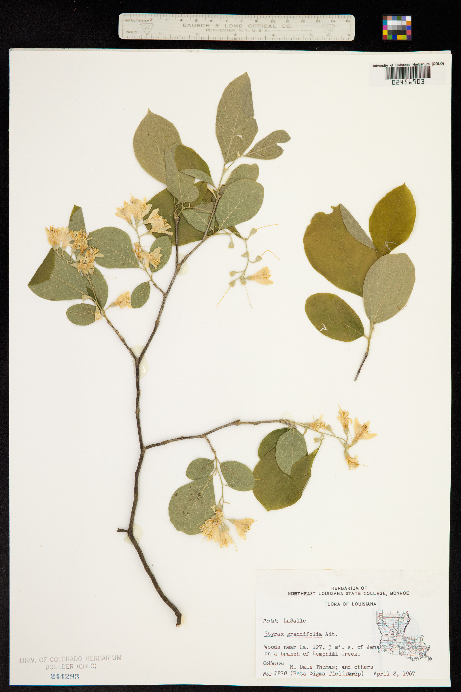 Styrax grandifolius image