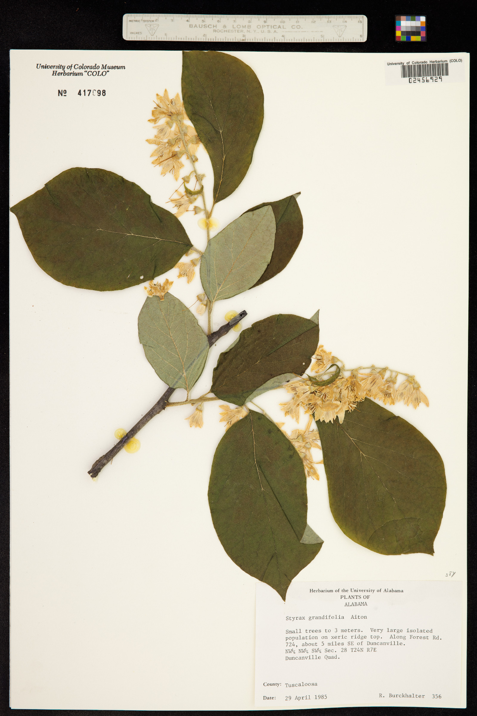 Styrax grandifolius image