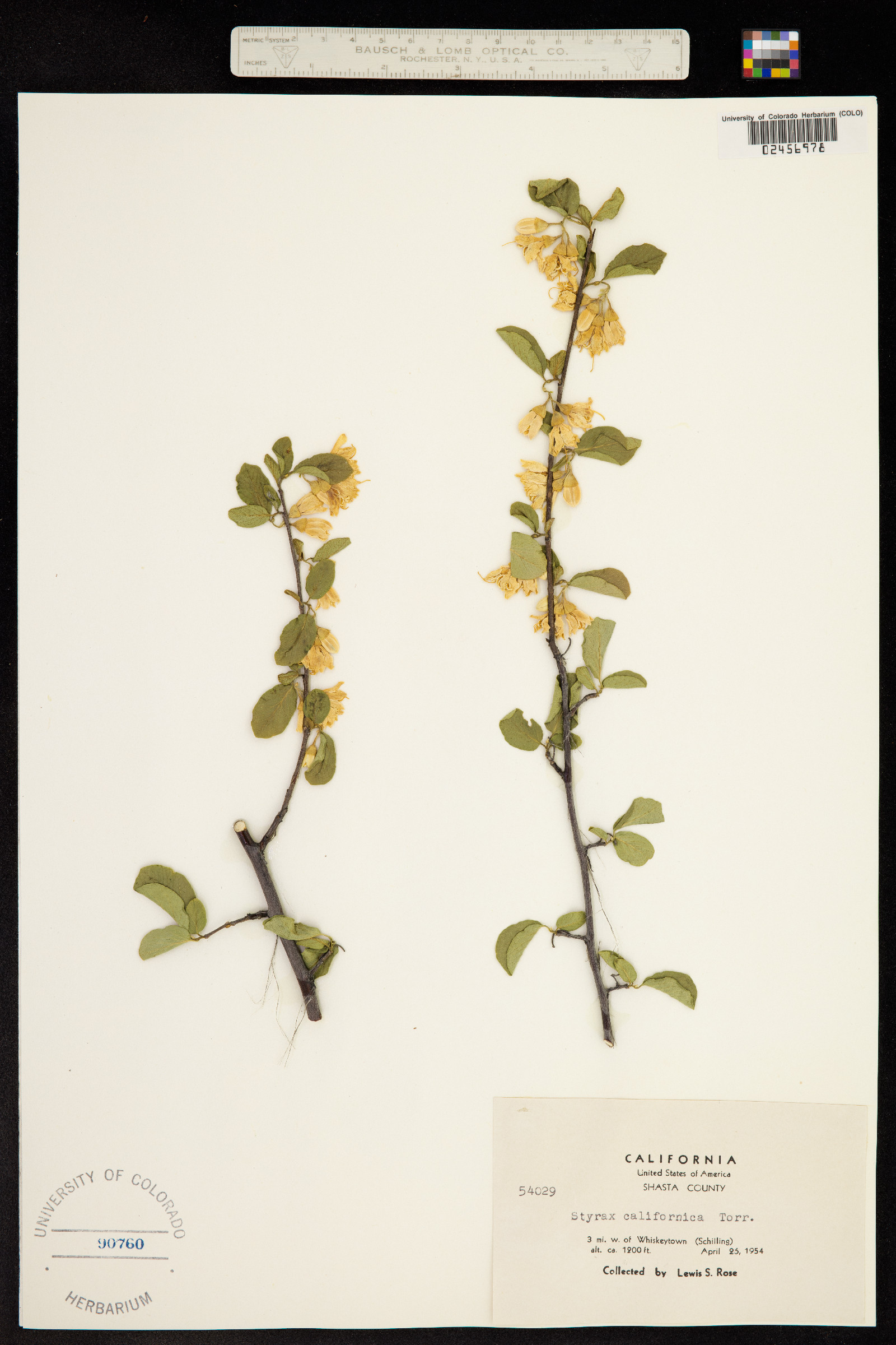 Styrax officinalis image