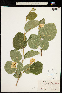 Image of Styrax officinalis