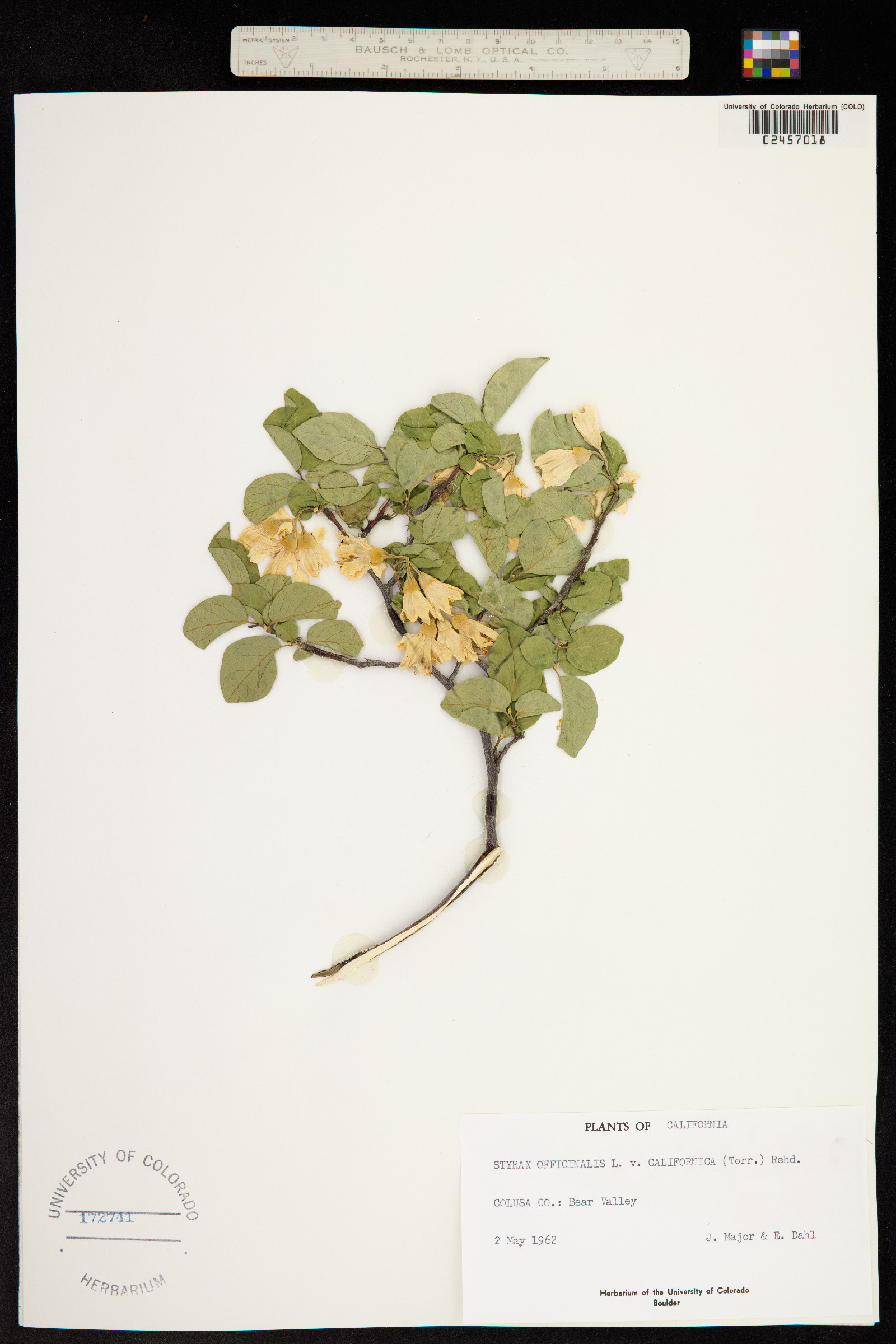 Styrax officinalis image