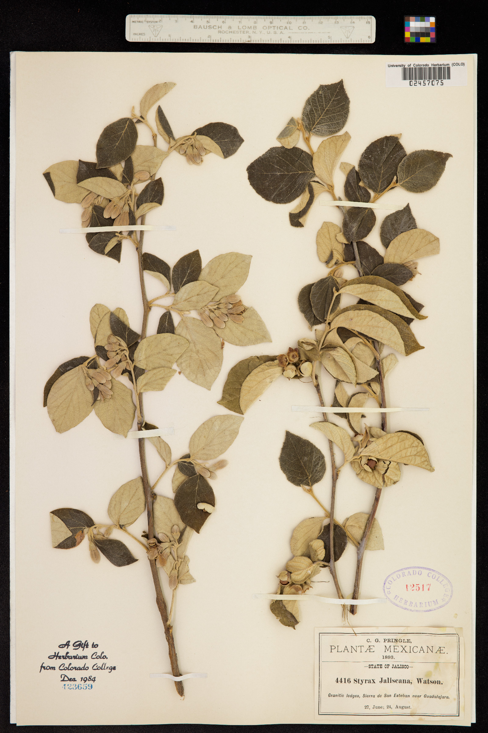 Styrax jaliscana image