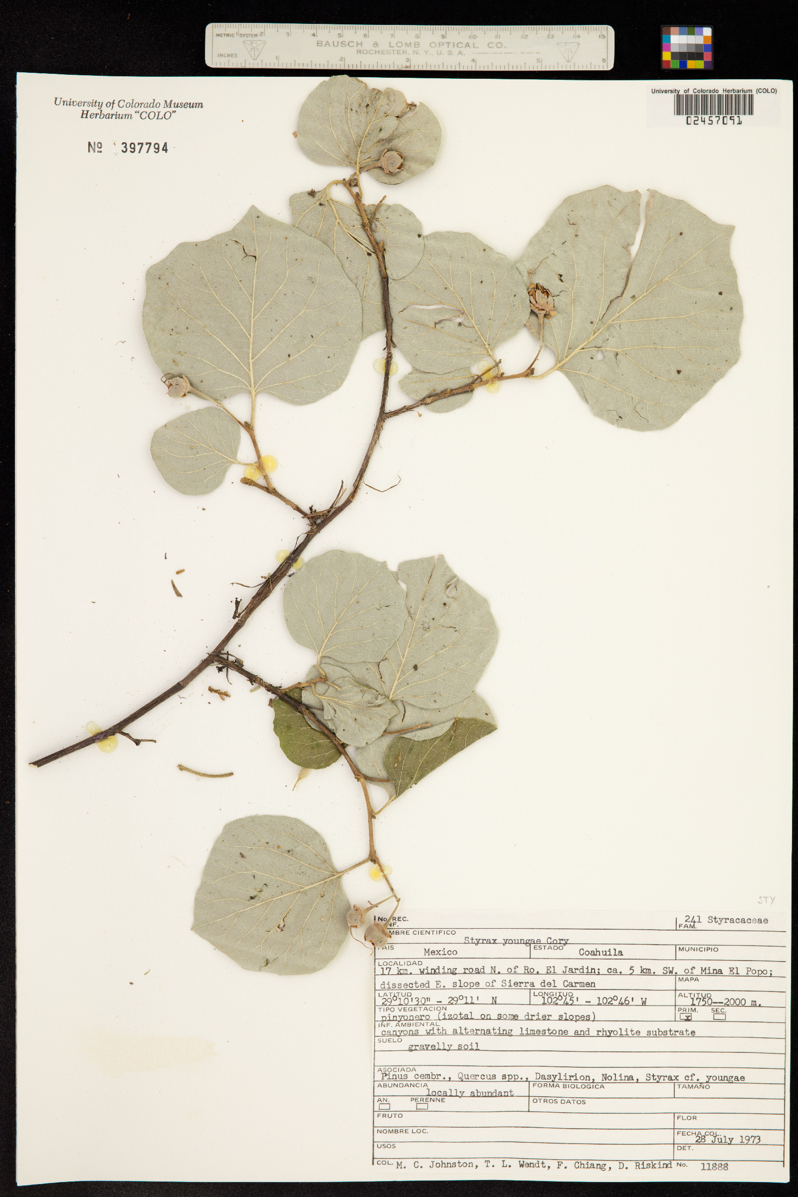 Styrax platanifolius ssp. youngiae image