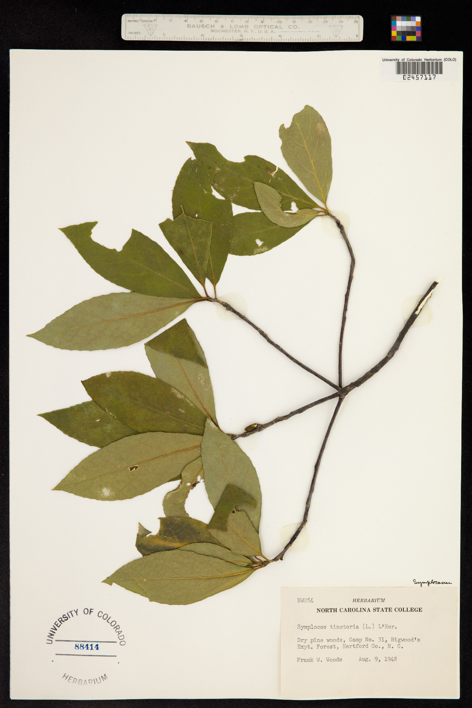 Symplocos tinctoria image