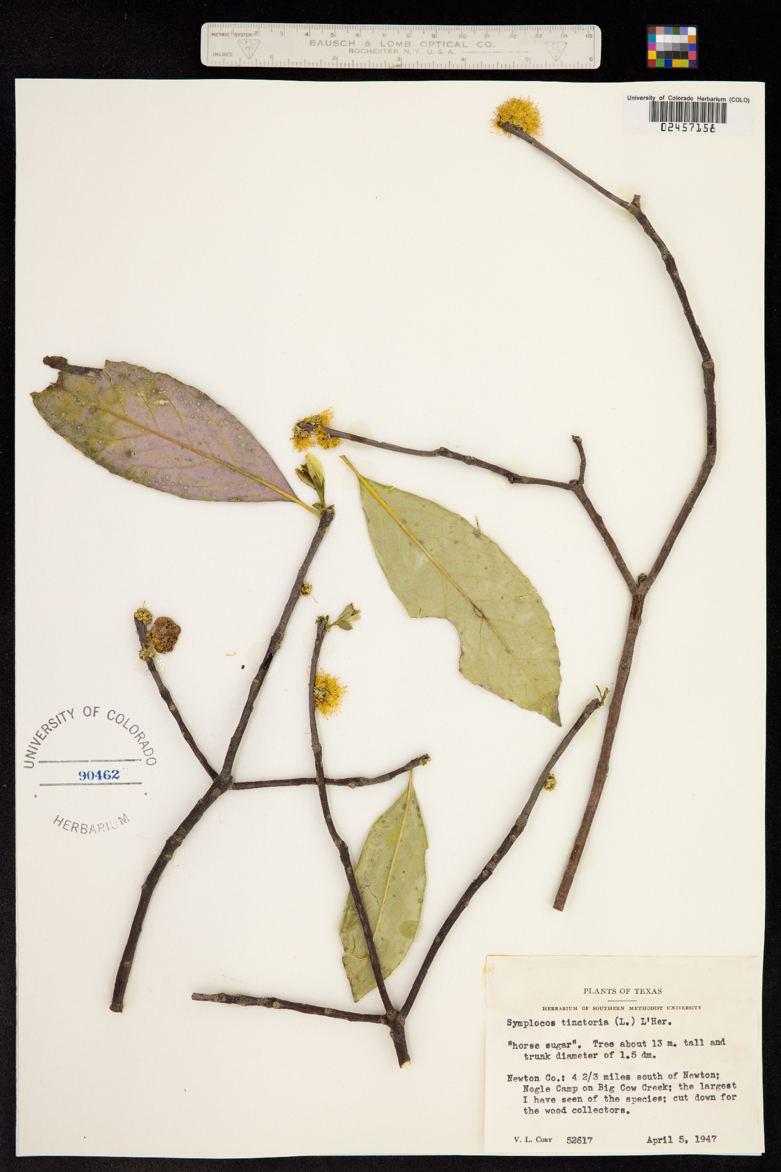 Symplocos tinctoria image
