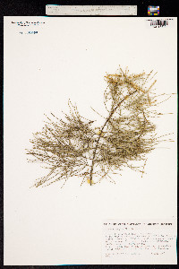 Tamarix aphylla image