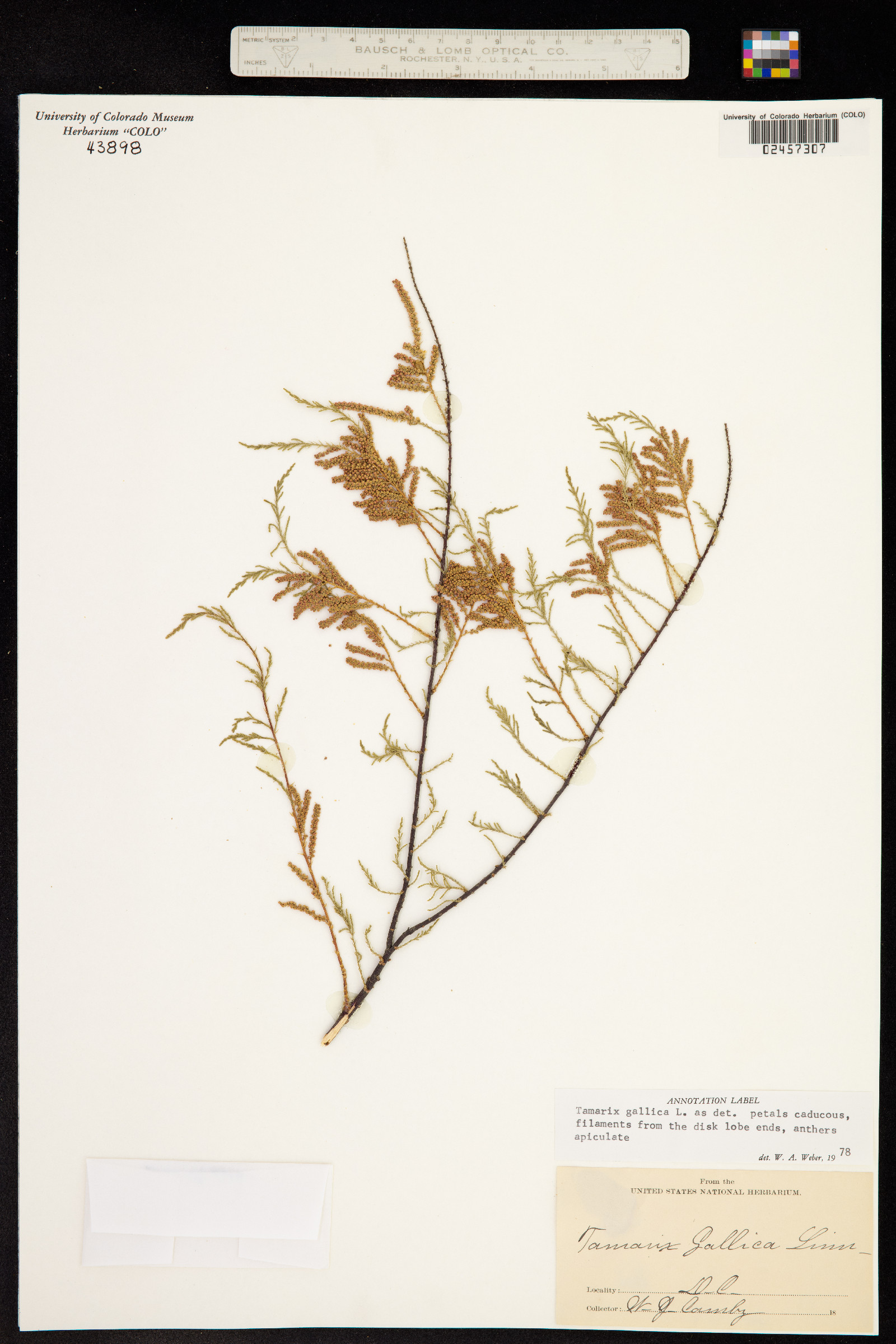 Tamarix gallica image