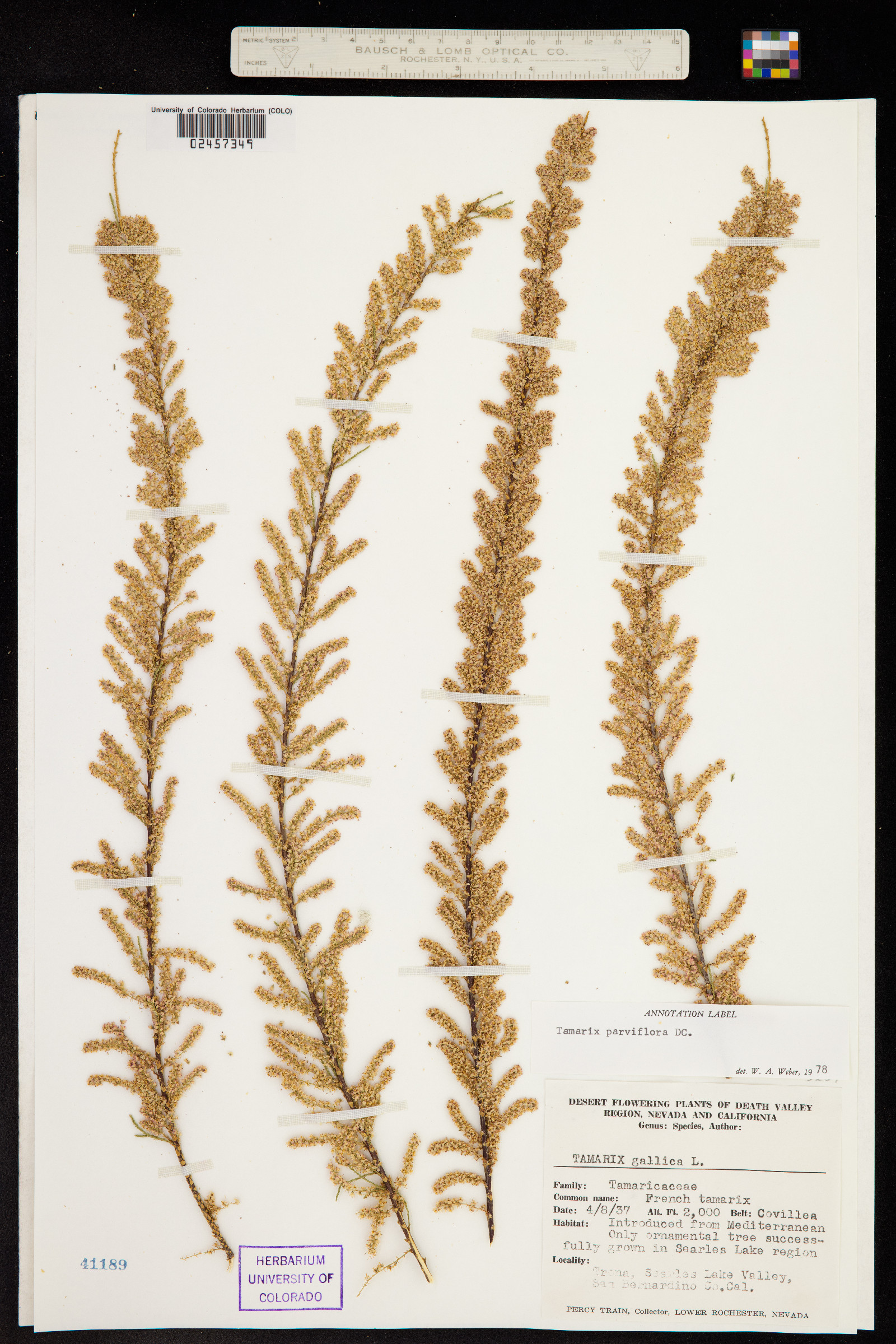 Tamarix parviflora image