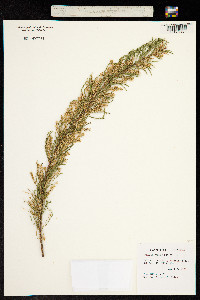 Tamarix parviflora image