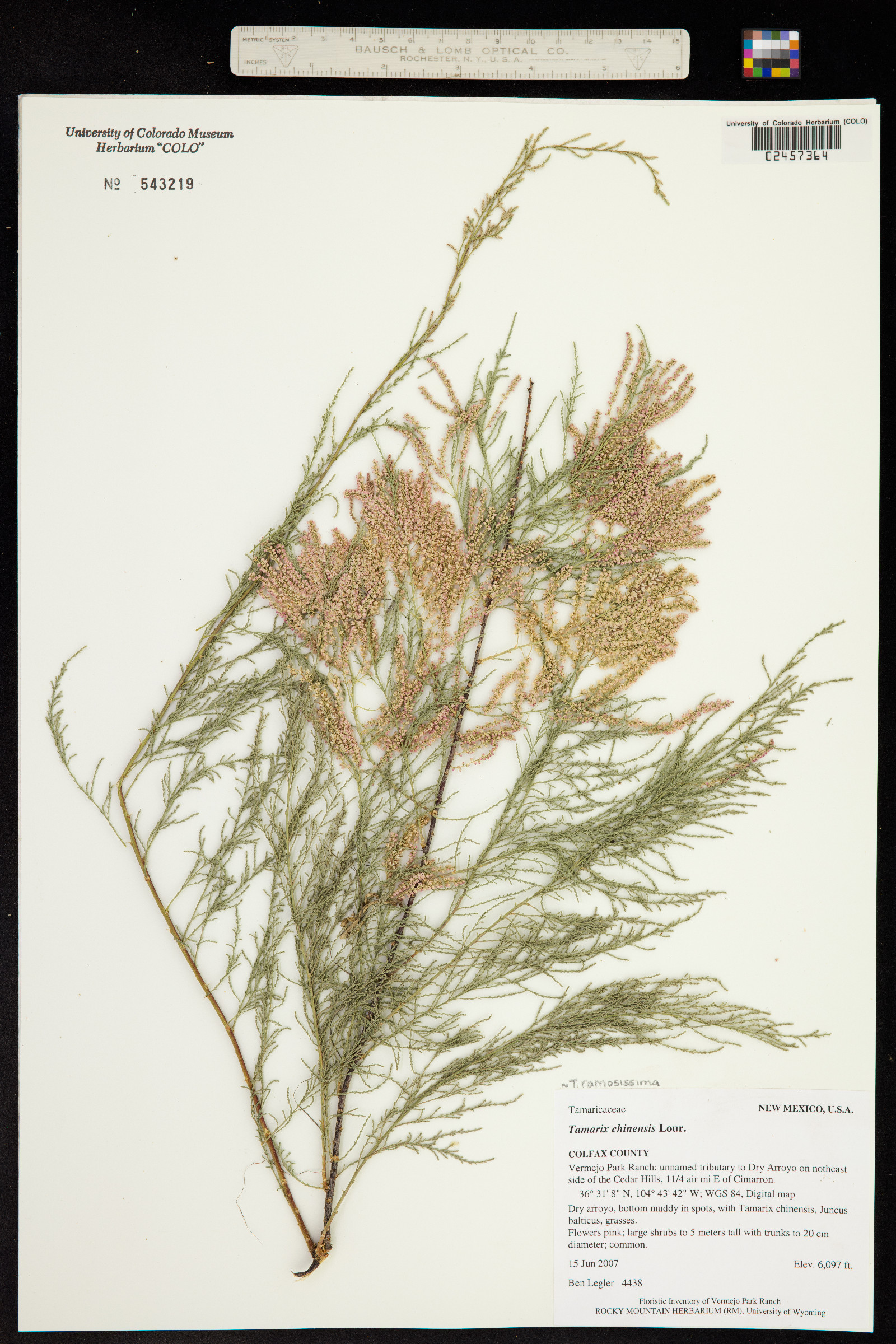 Tamarix ramosissima image