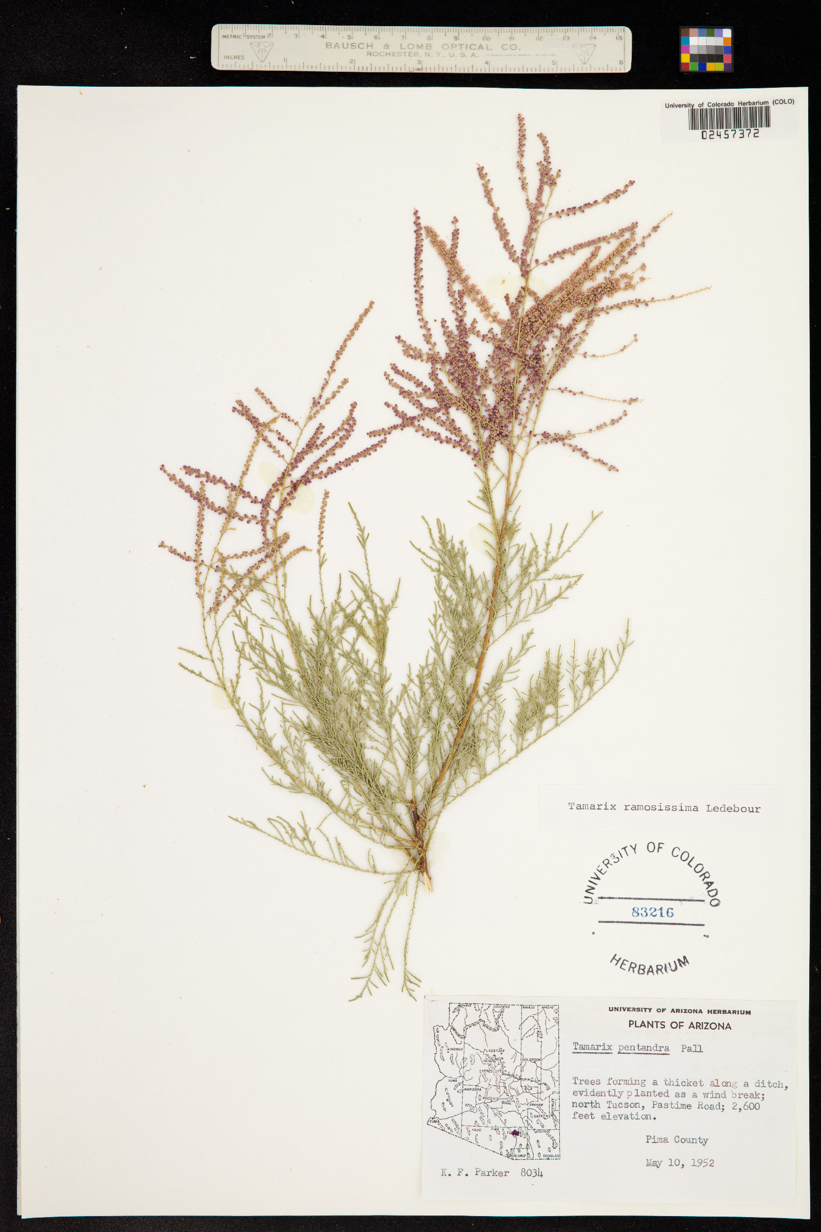 Tamarix ramosissima image