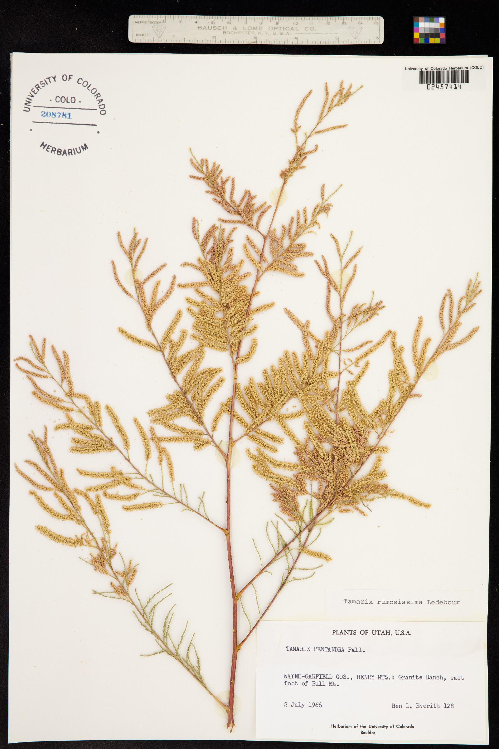 Tamarix ramosissima image