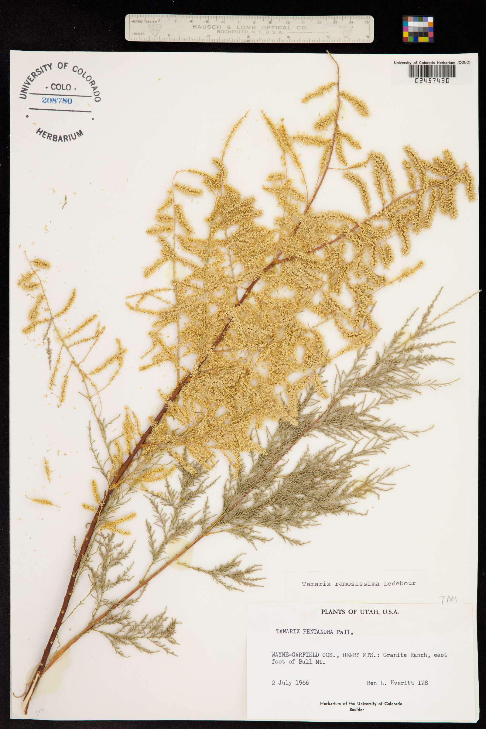 Tamarix ramosissima image