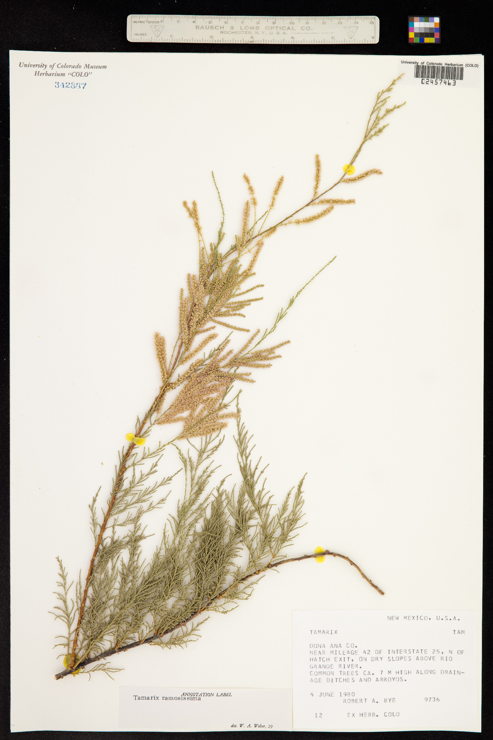 Tamarix ramosissima image