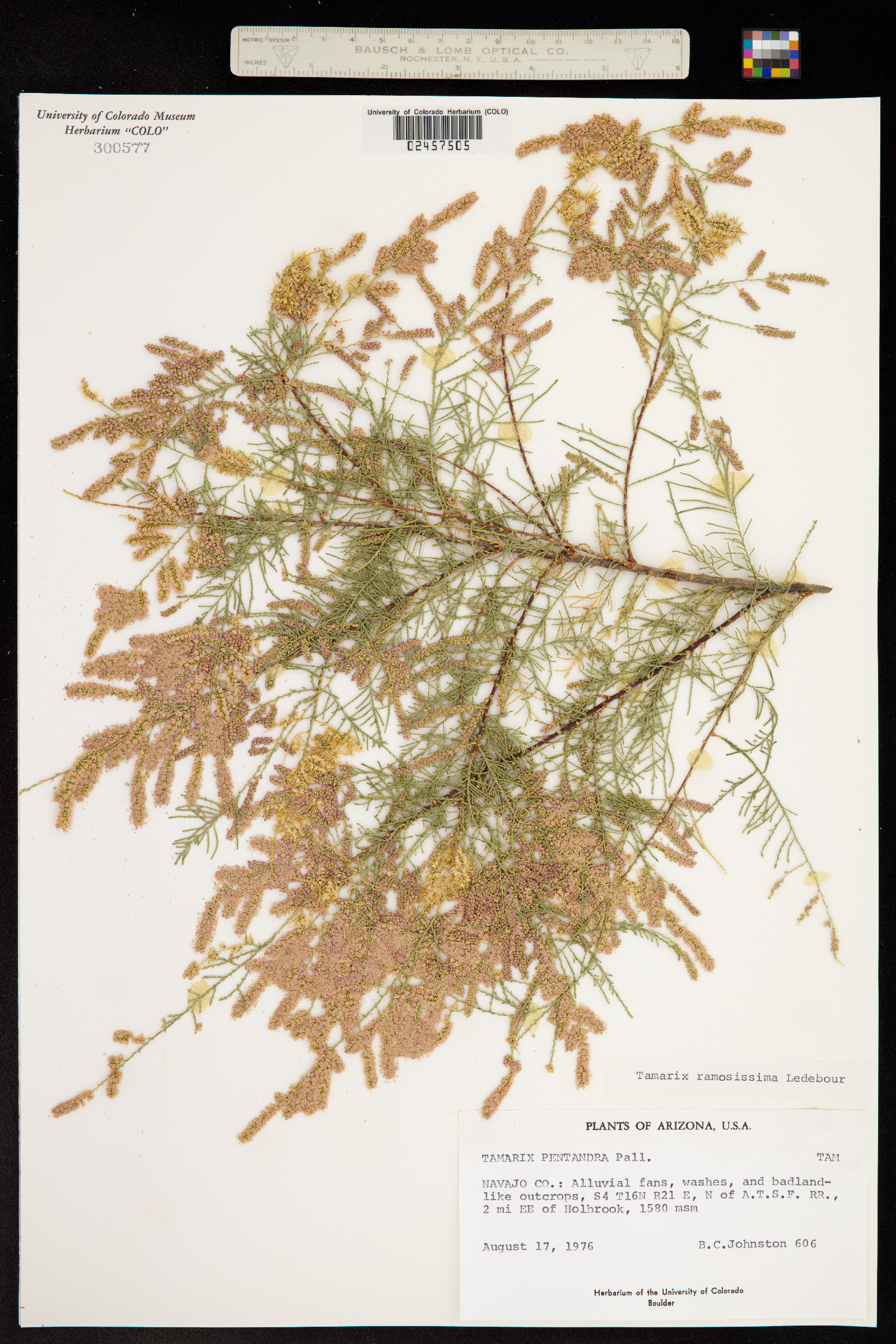 Tamaricaceae image