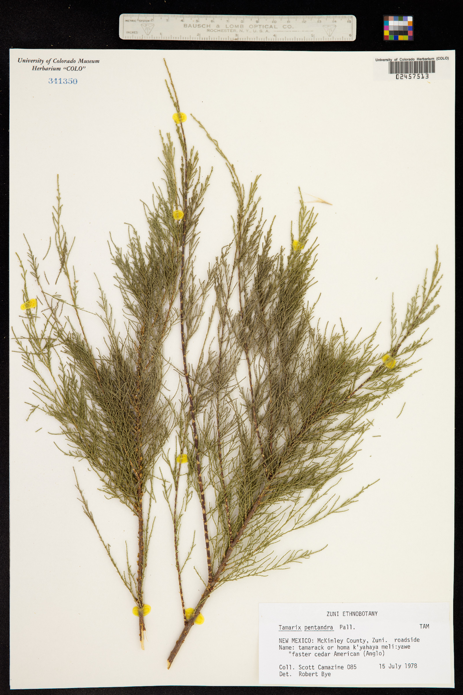 Tamarix ramosissima image