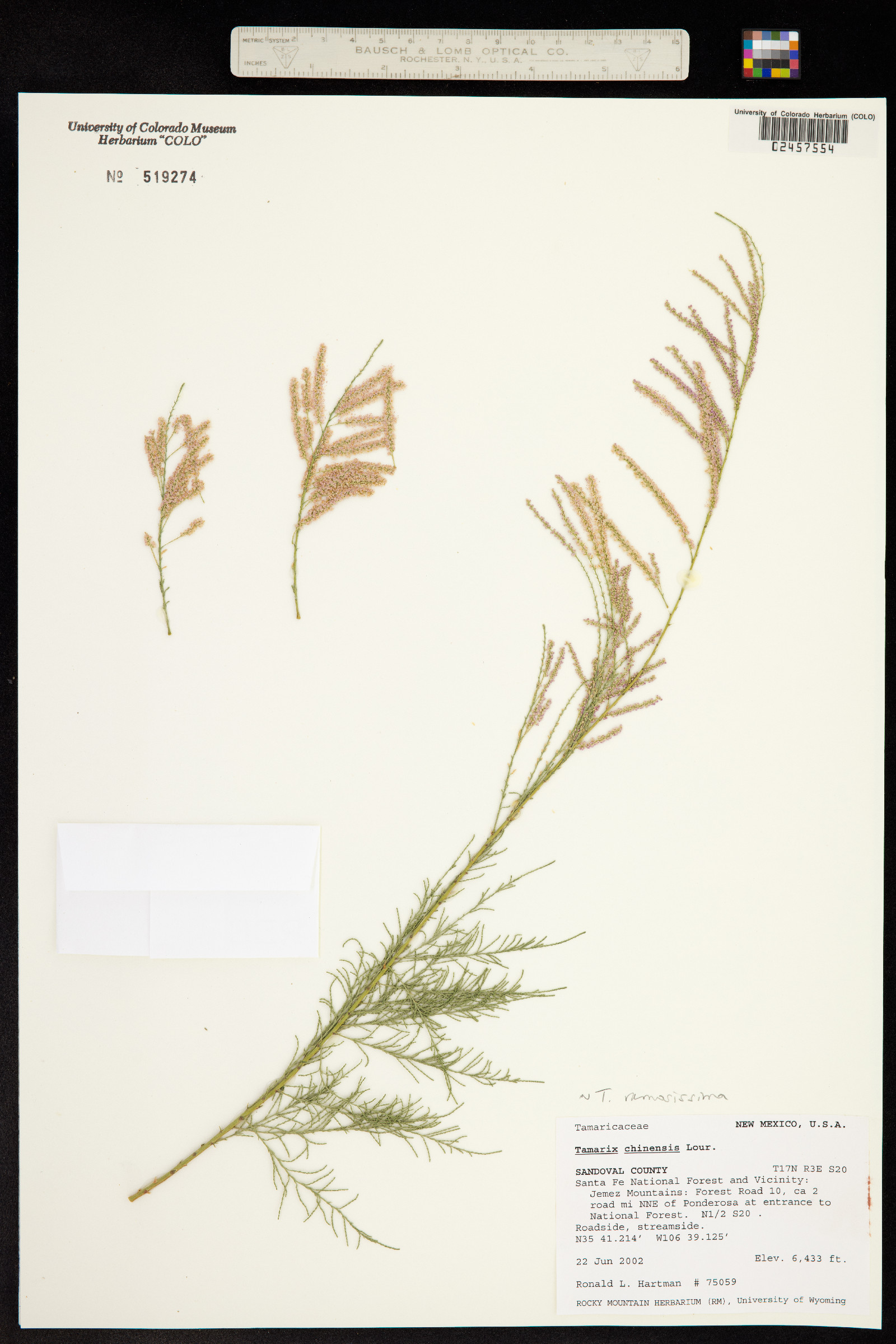 Tamarix ramosissima image