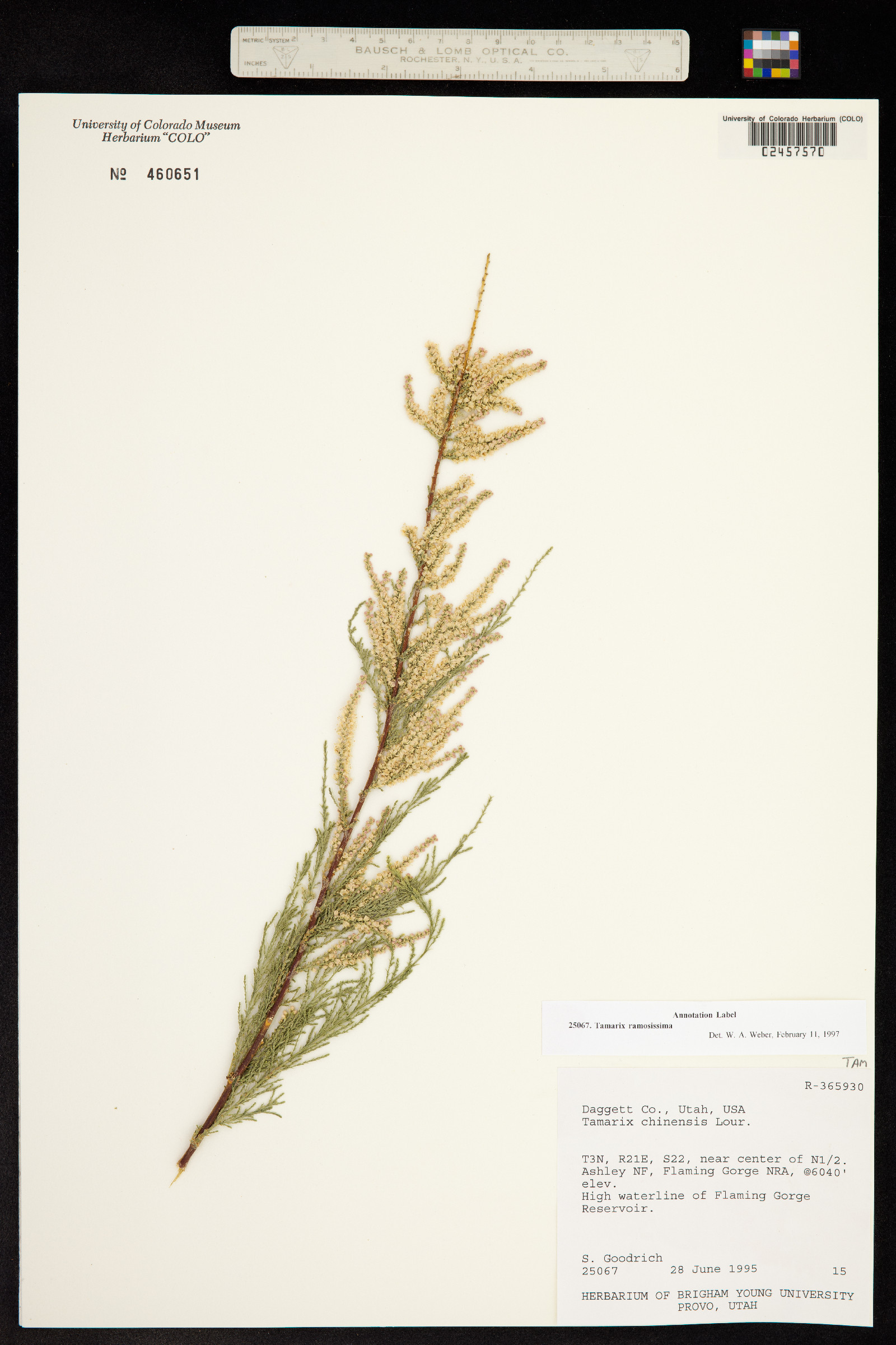 Tamarix ramosissima image