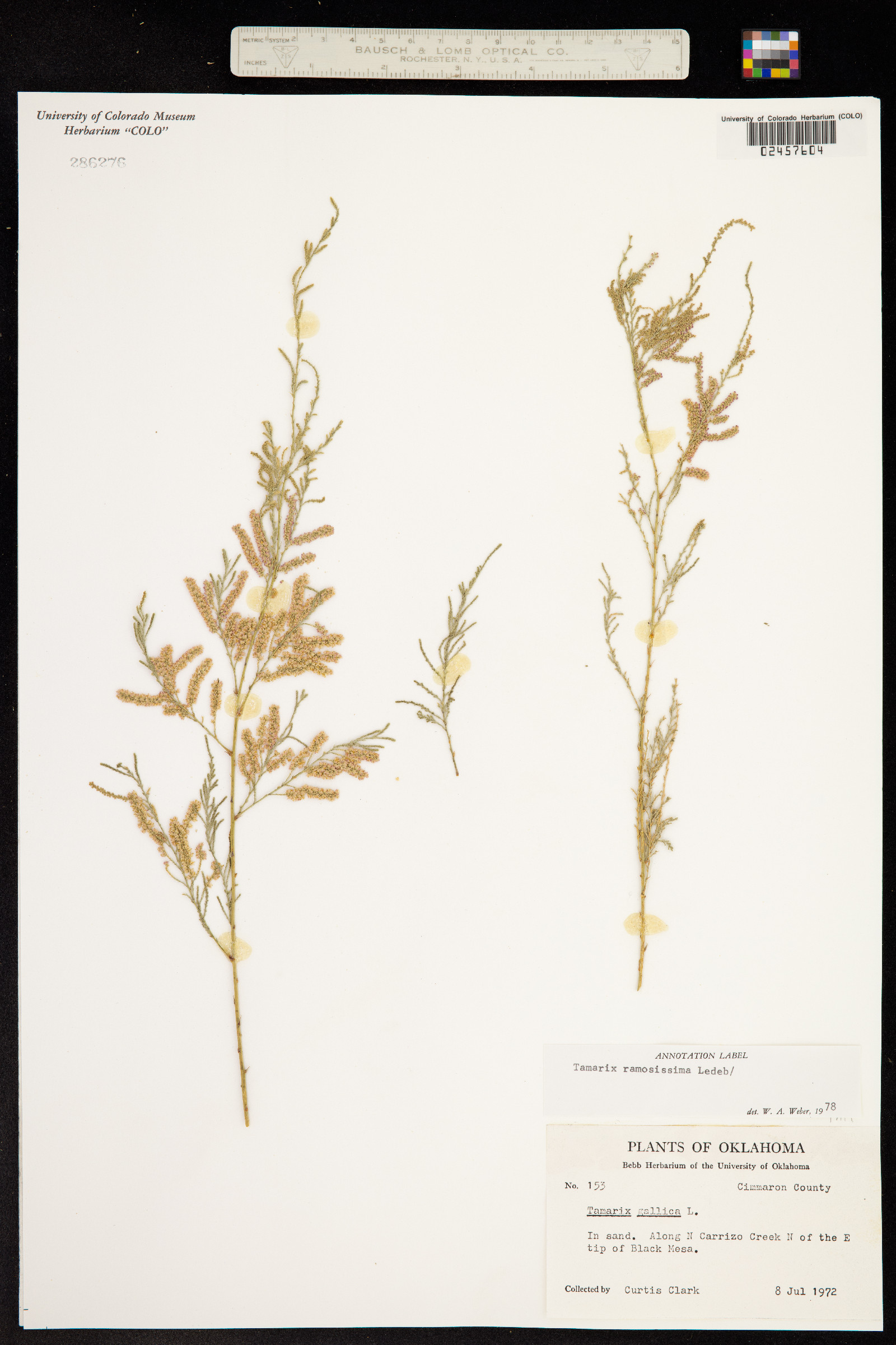 Tamarix ramosissima image