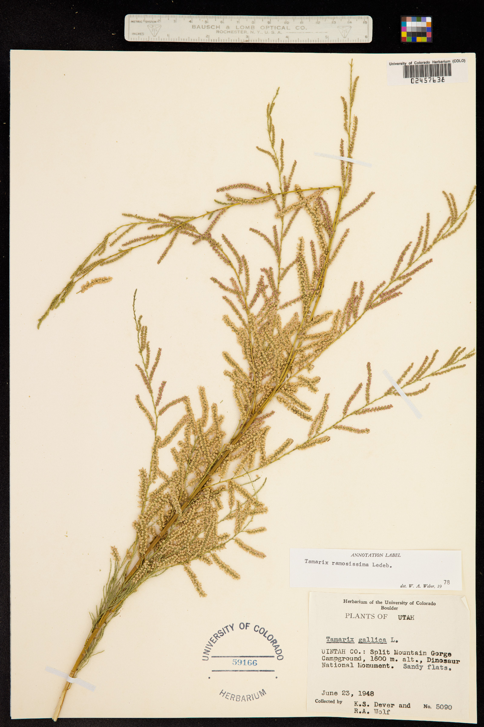 Tamarix ramosissima image