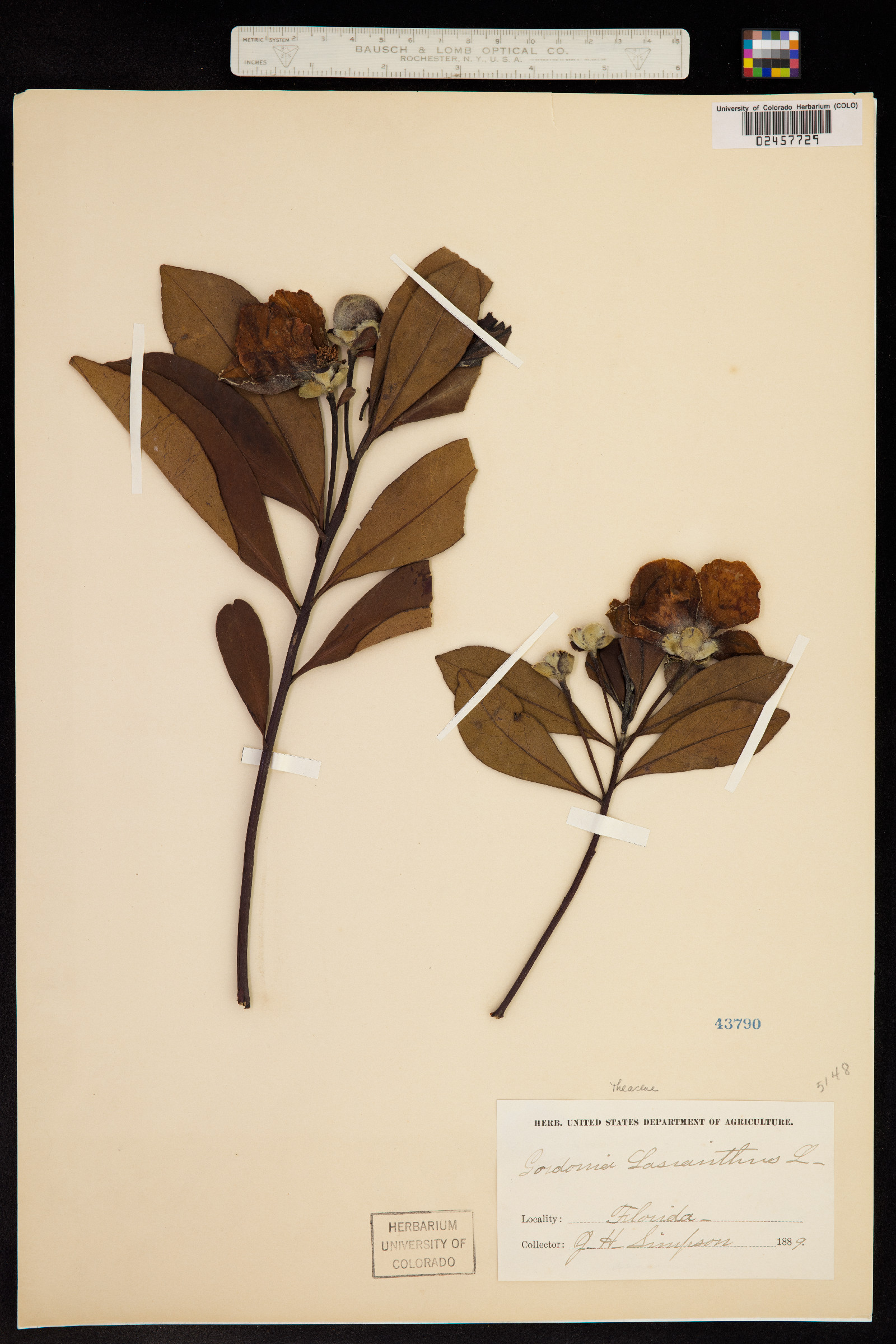Theaceae image