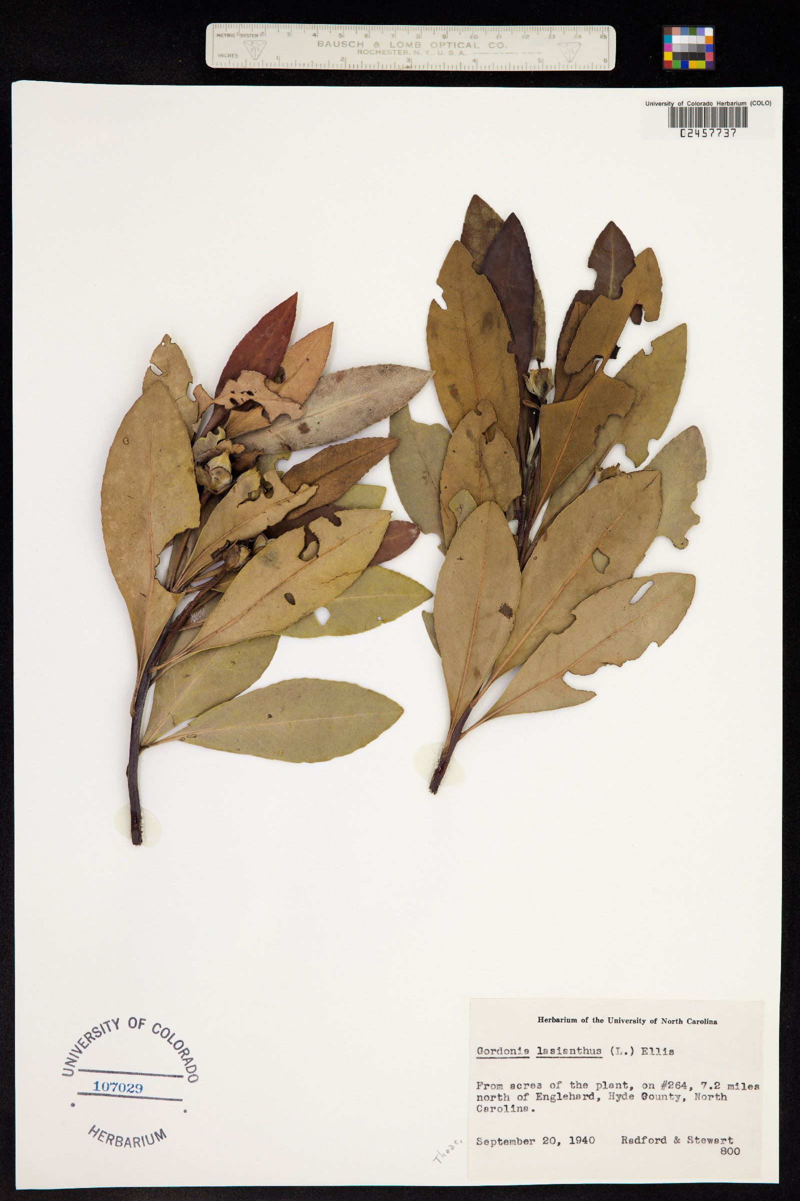 Gordonia image