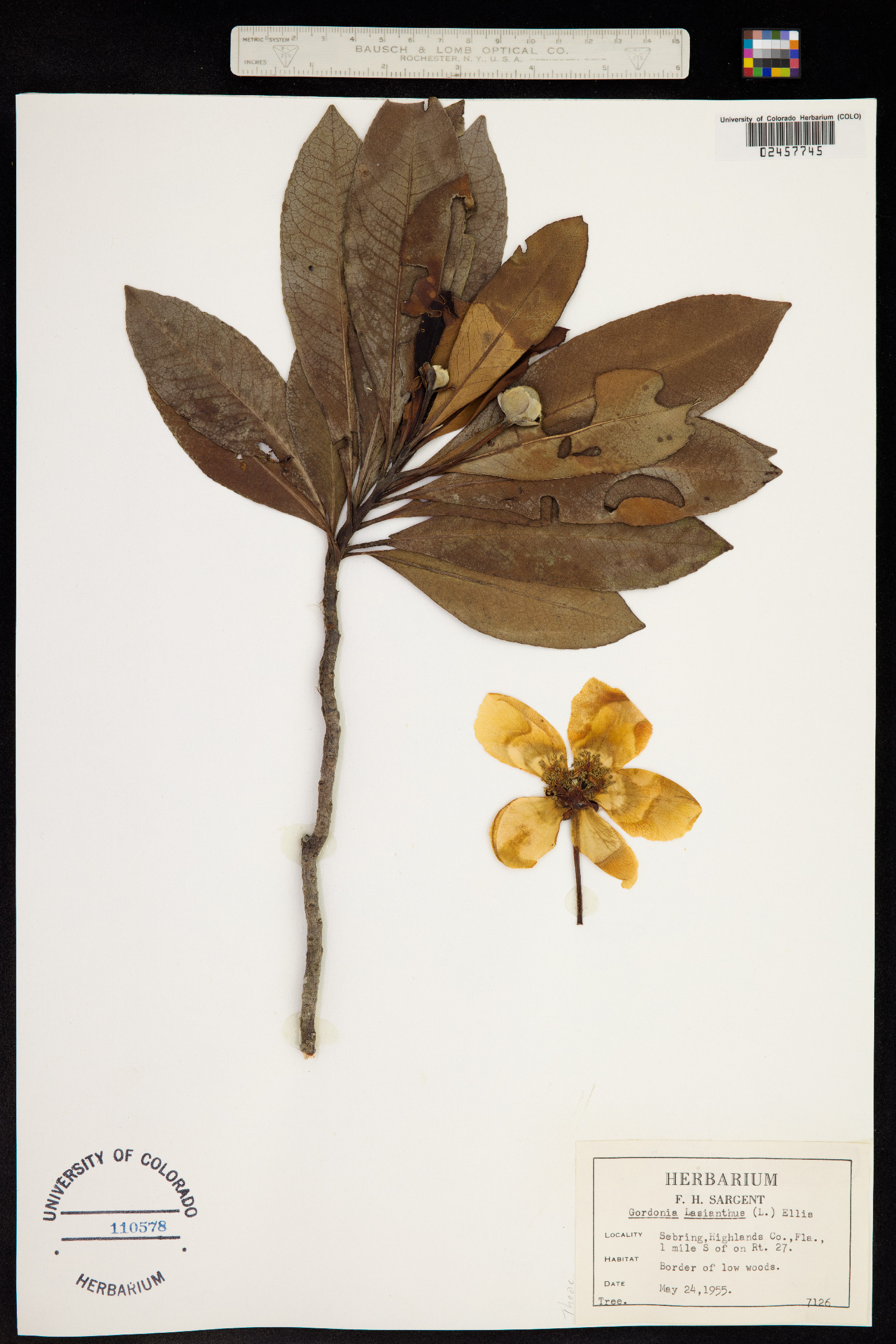 Gordonia lasianthus image