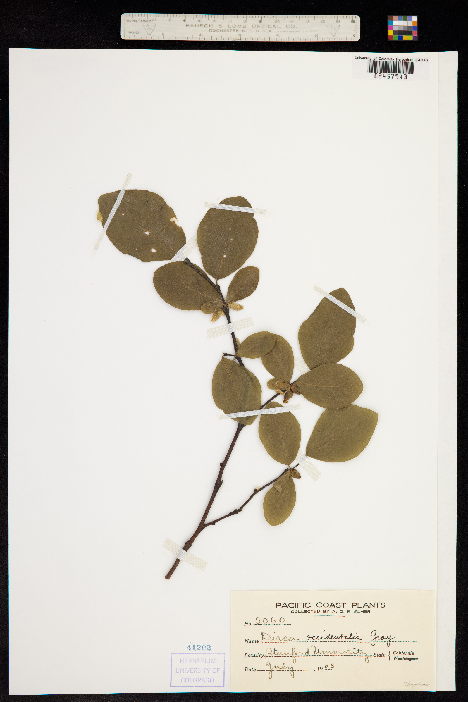 Dirca occidentalis image